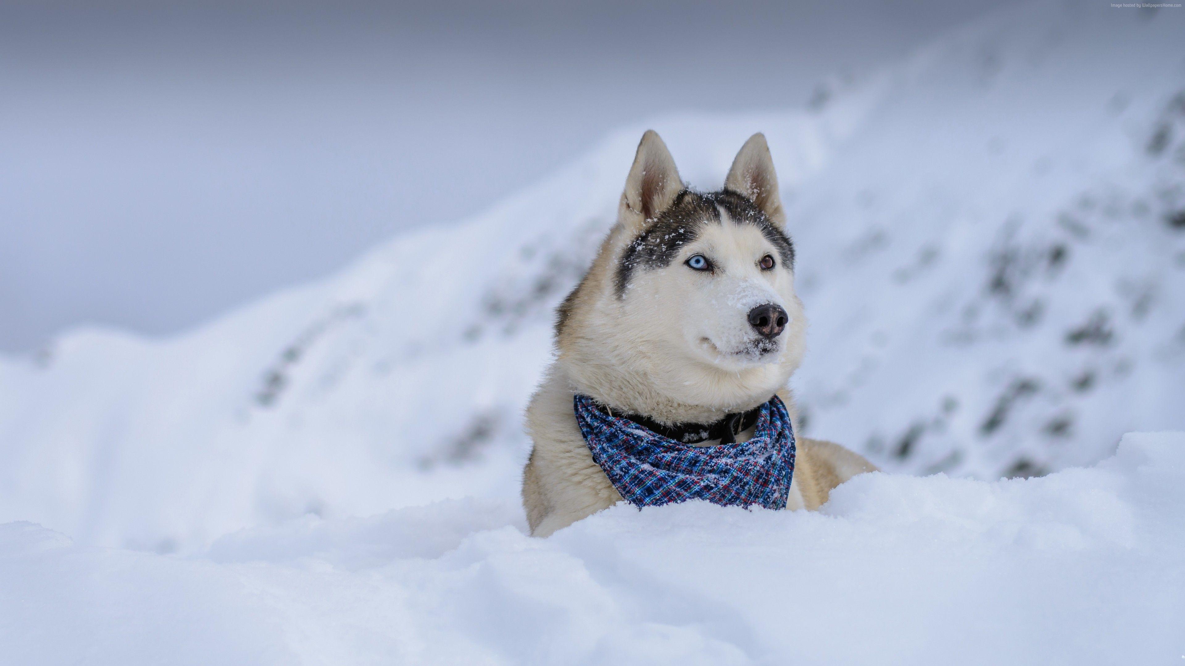 3840x2160 Wallpaper Dog, Husky, Cute Animals, Snow, Winter, 5k