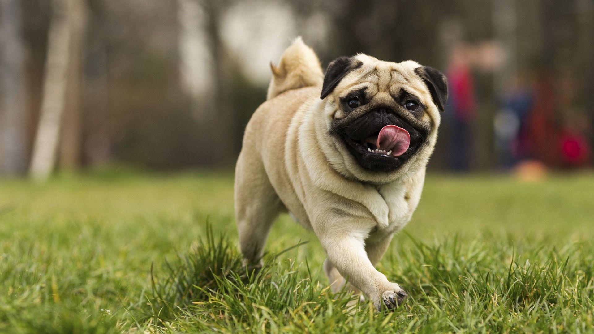 Cute Pug Dog Wallpapers - Top Free Cute Pug Dog Backgrounds