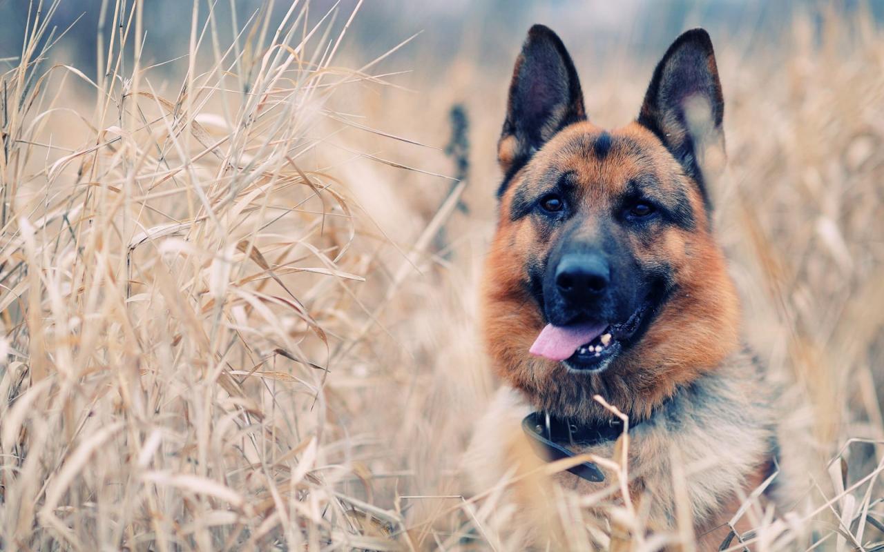 1280x800 My Funny Dog