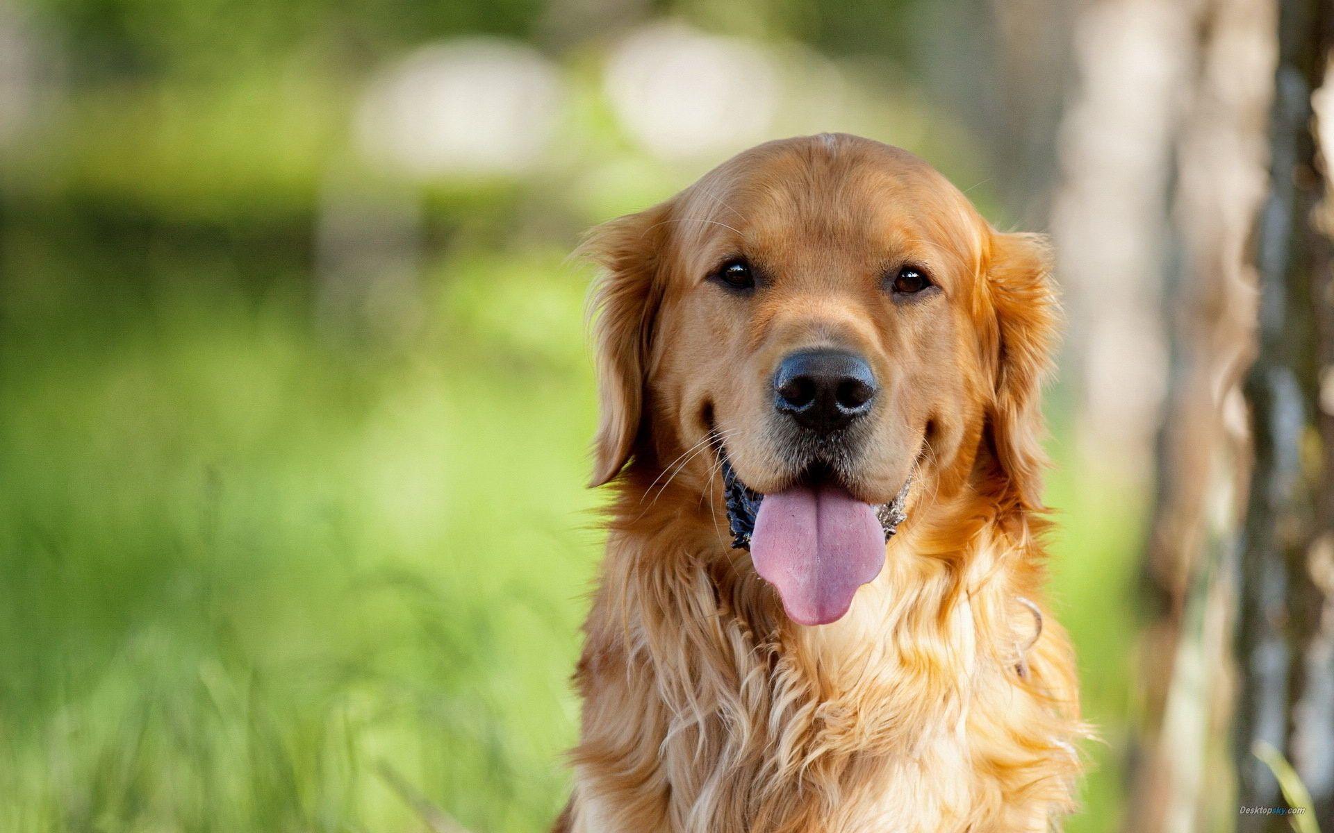 1920x1200 Download Free Golden Retriever Wallpaper