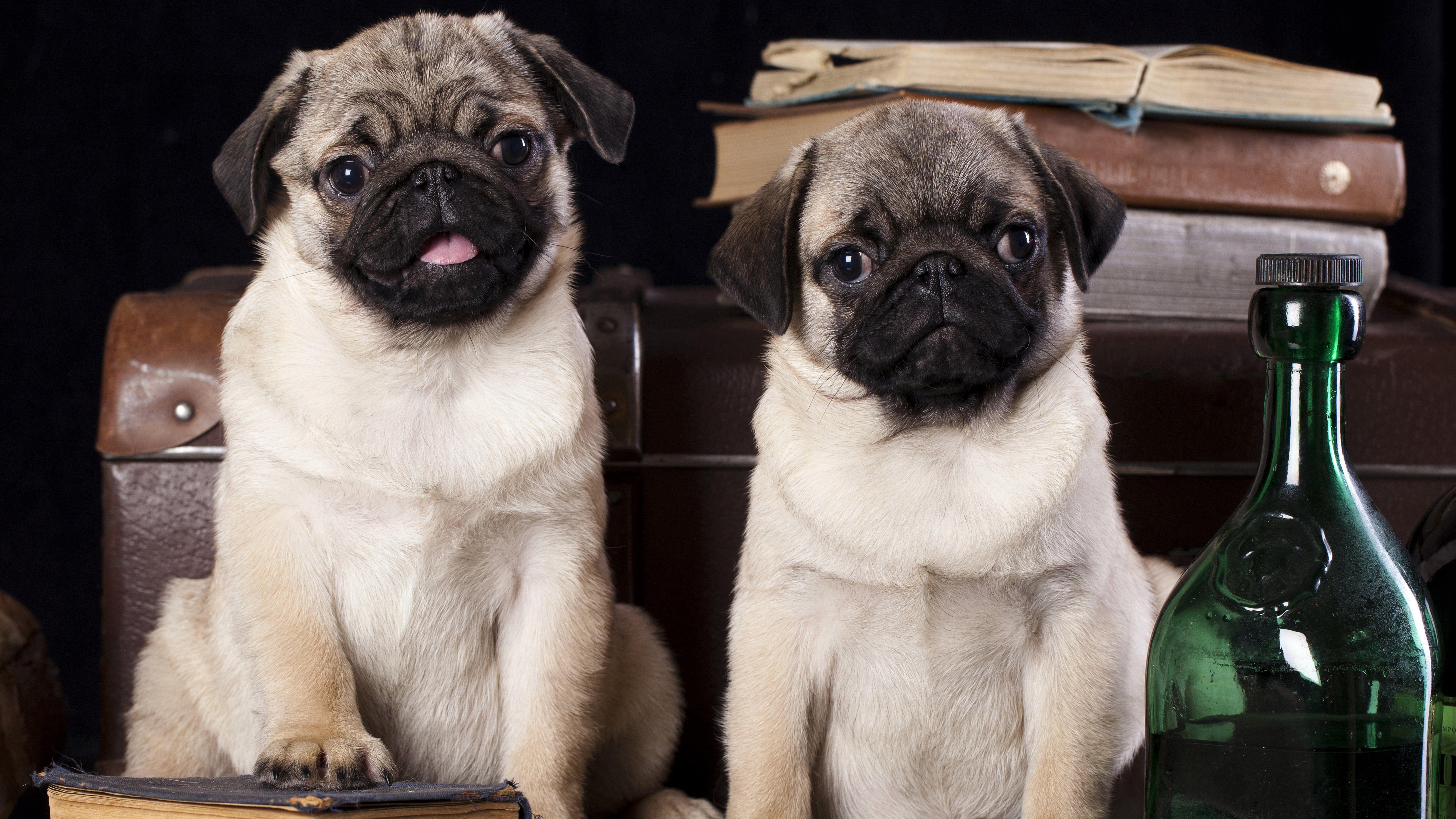 7680x4320 Pug, Dog, Field, Run, Puppy, Grass, Cute, Mops Twitter