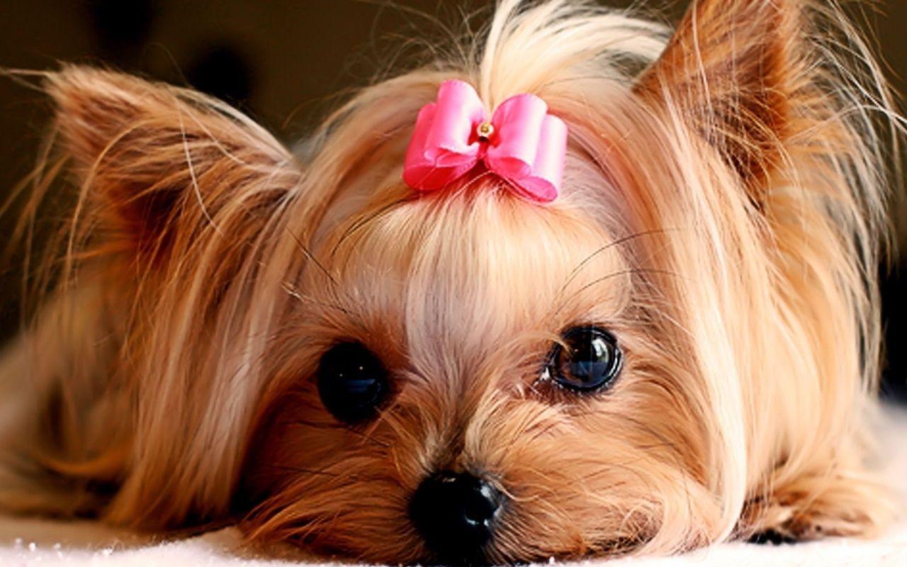 1280x800 Cute Puppies :)