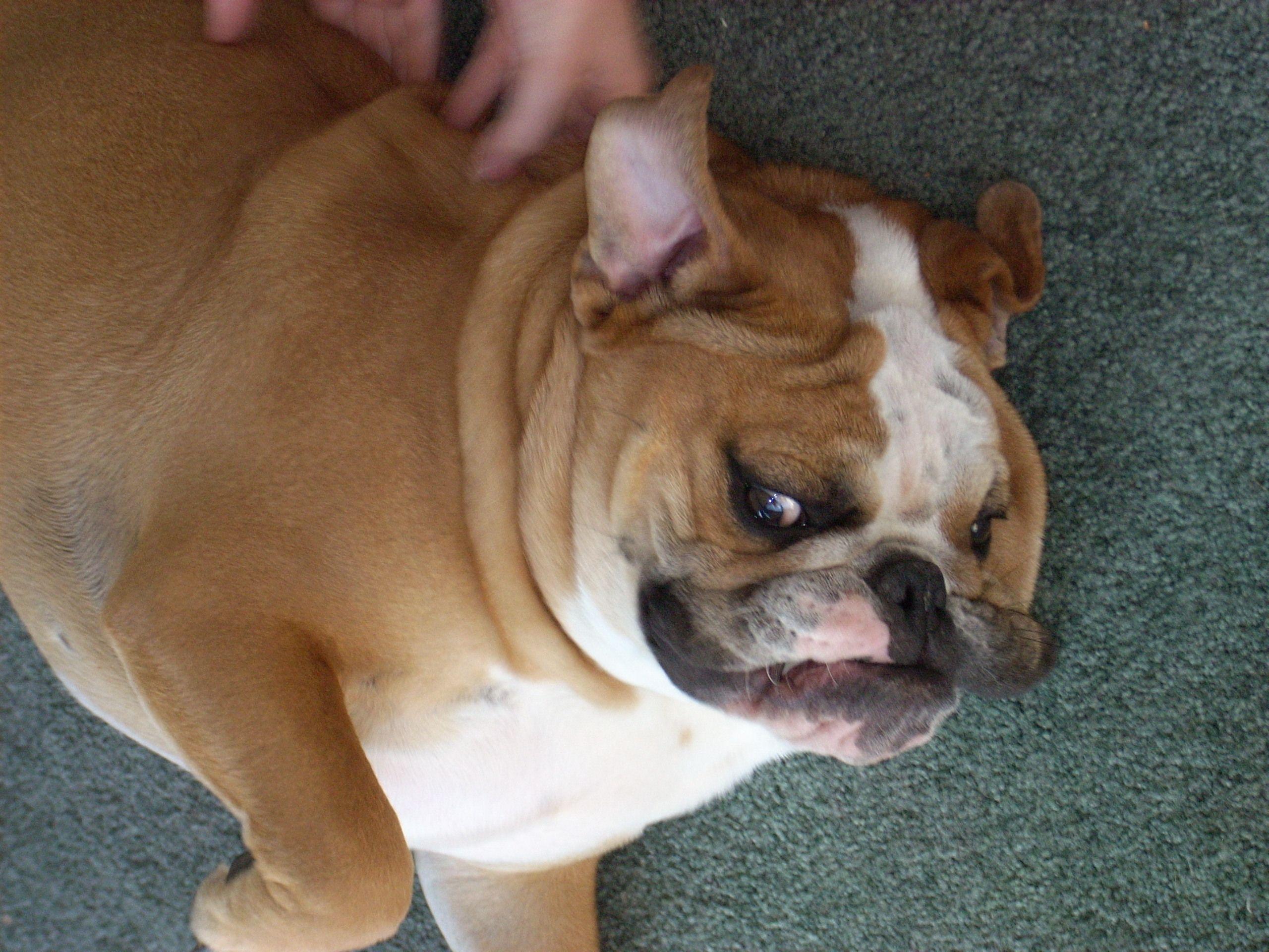 2560x1920 Funny dog Wallpaper