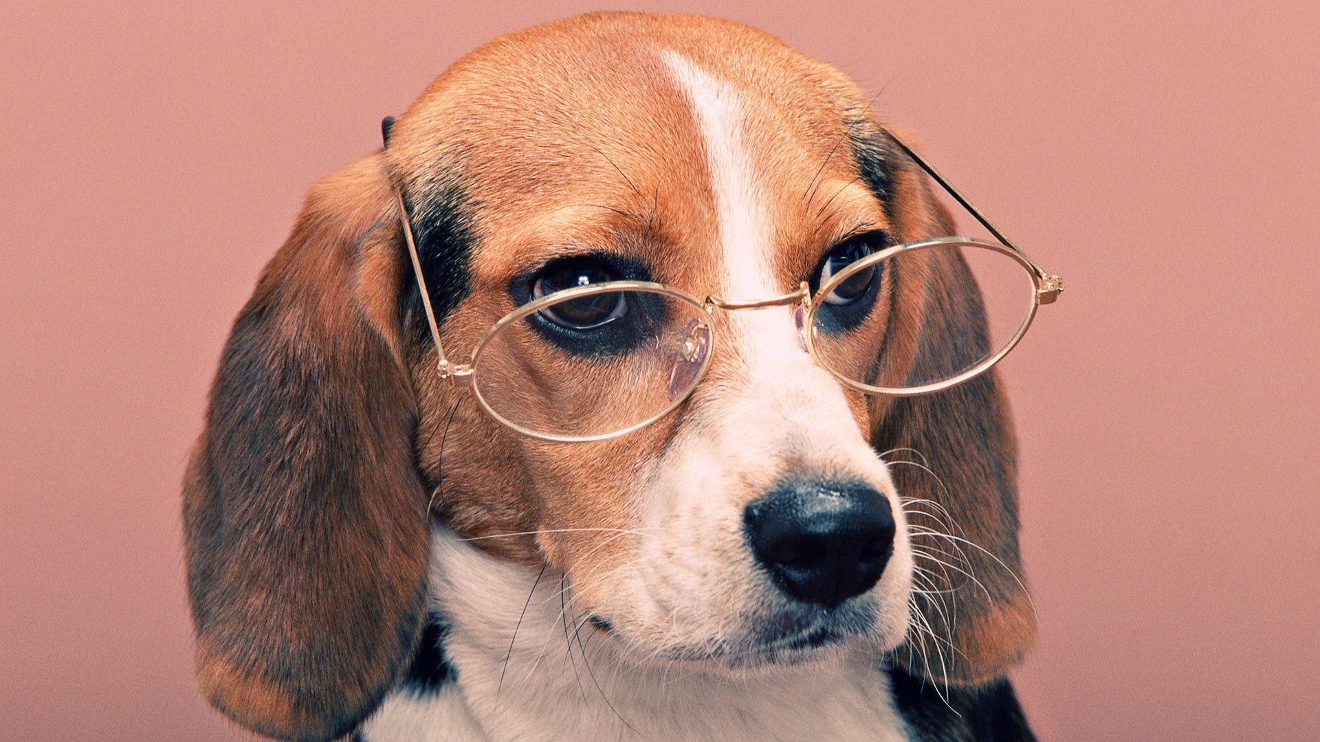 1920x1080 Funny Dog Desktop Image Dog Image HD