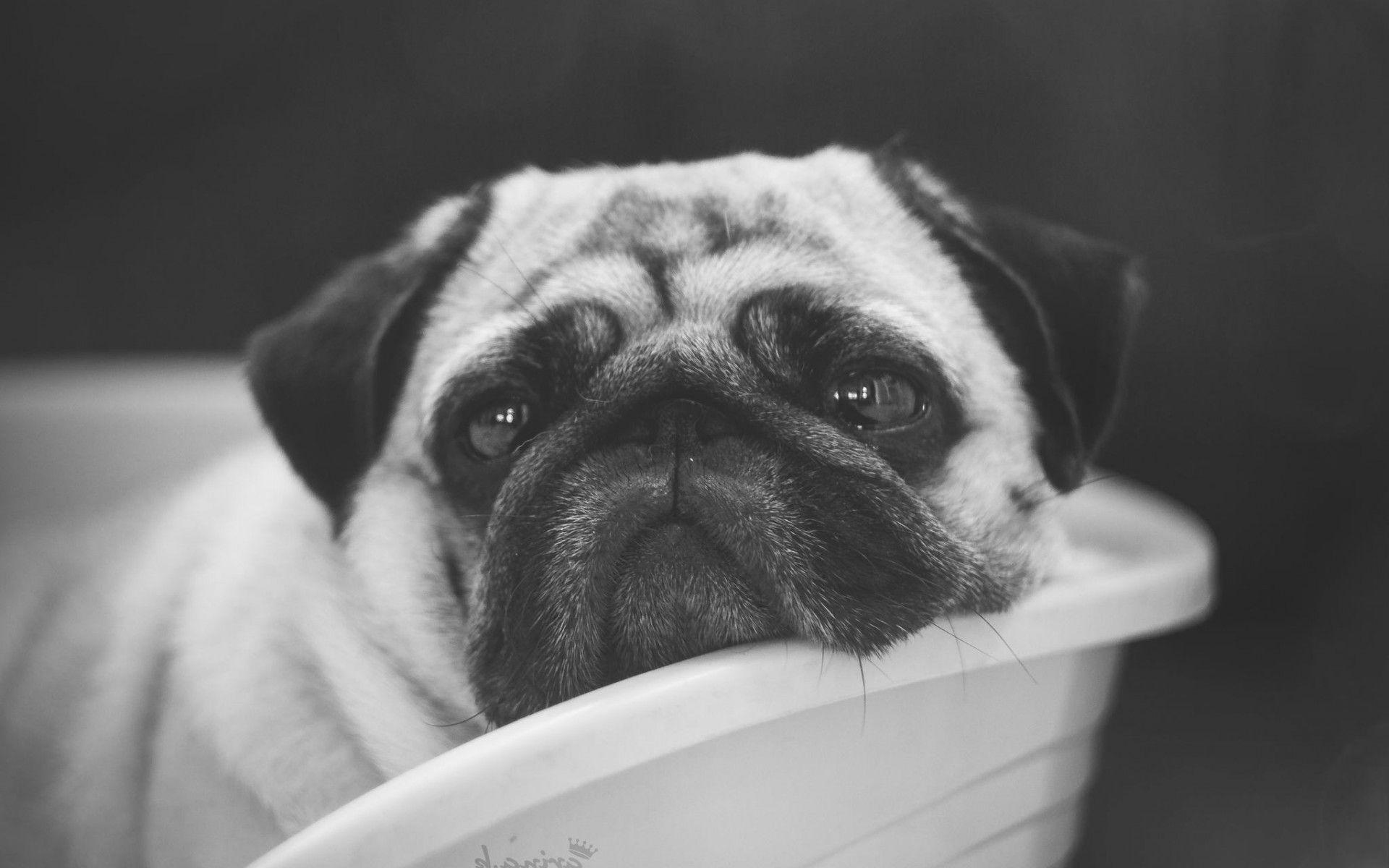1920x1200 Pug Wallpaper