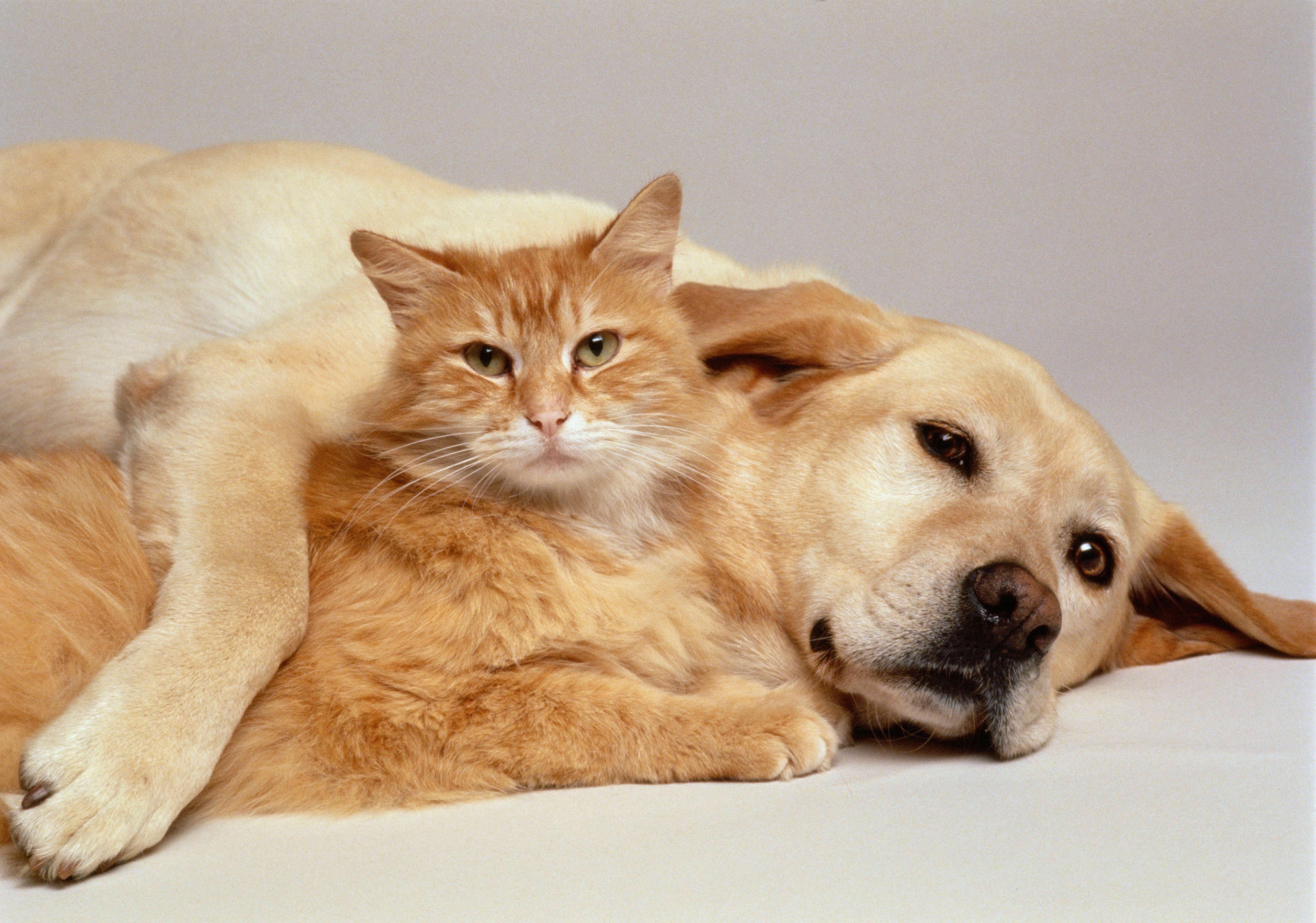 Hình nền Cat & Dog 5107x3585, Hình ảnh động vật, HQ Cat & Dog.  4K