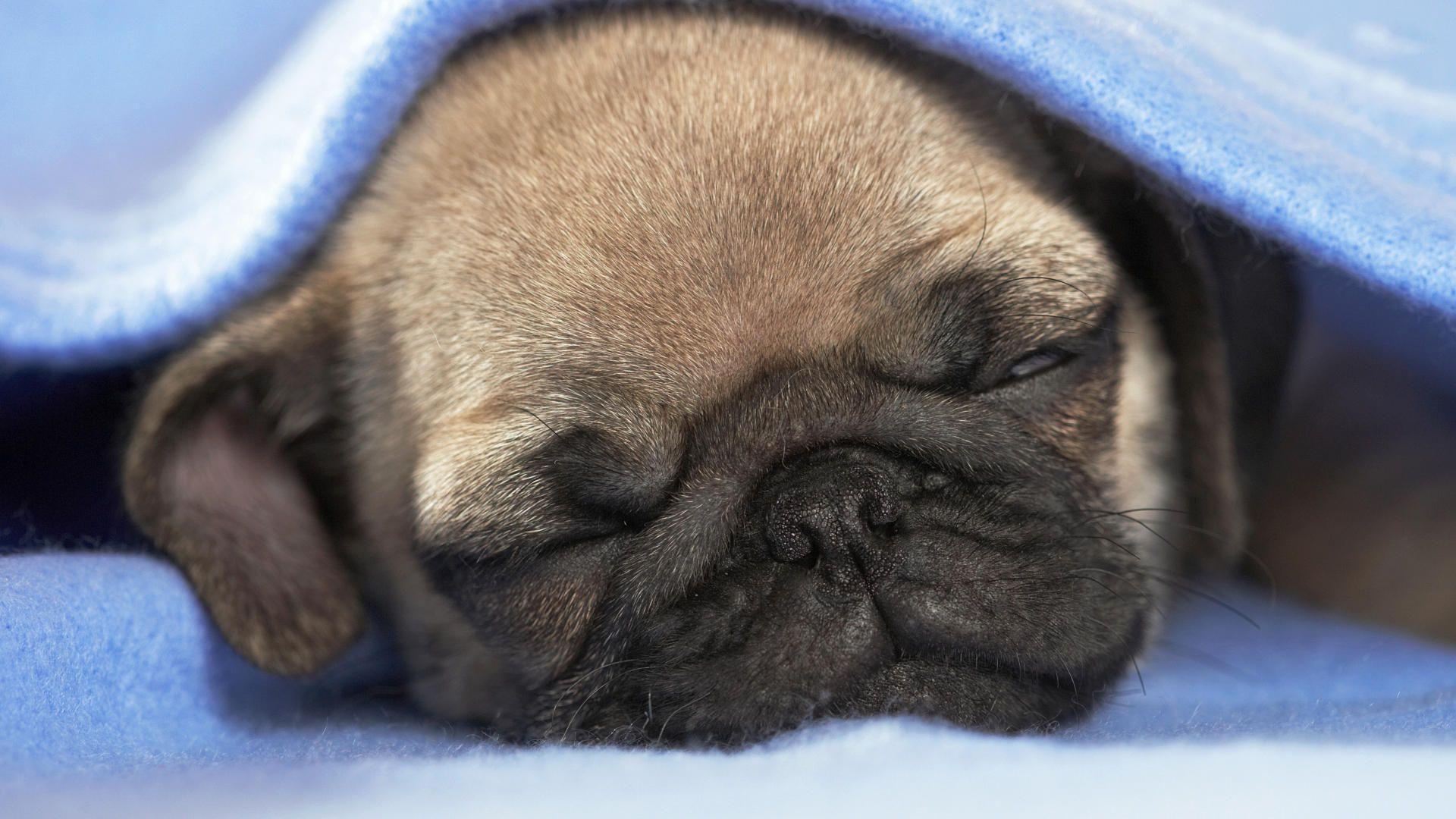 1920x1080 Cute Pug Background
