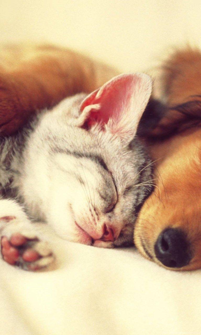 Cute Cats and Dogs Wallpapers - Top Free Cute Cats and Dogs Backgrounds - WallpaperAccess