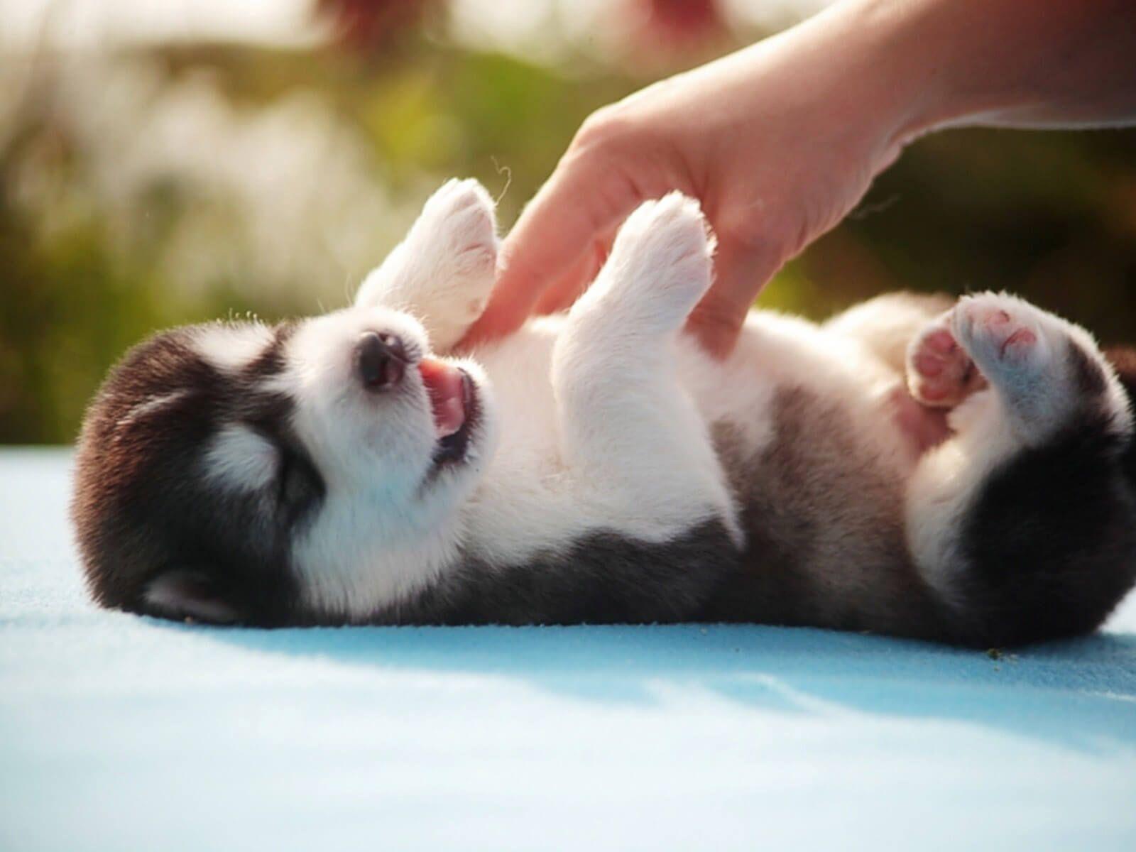1600x1200 CUTE PUPPIES !!! 3D Cutest World Wonderful