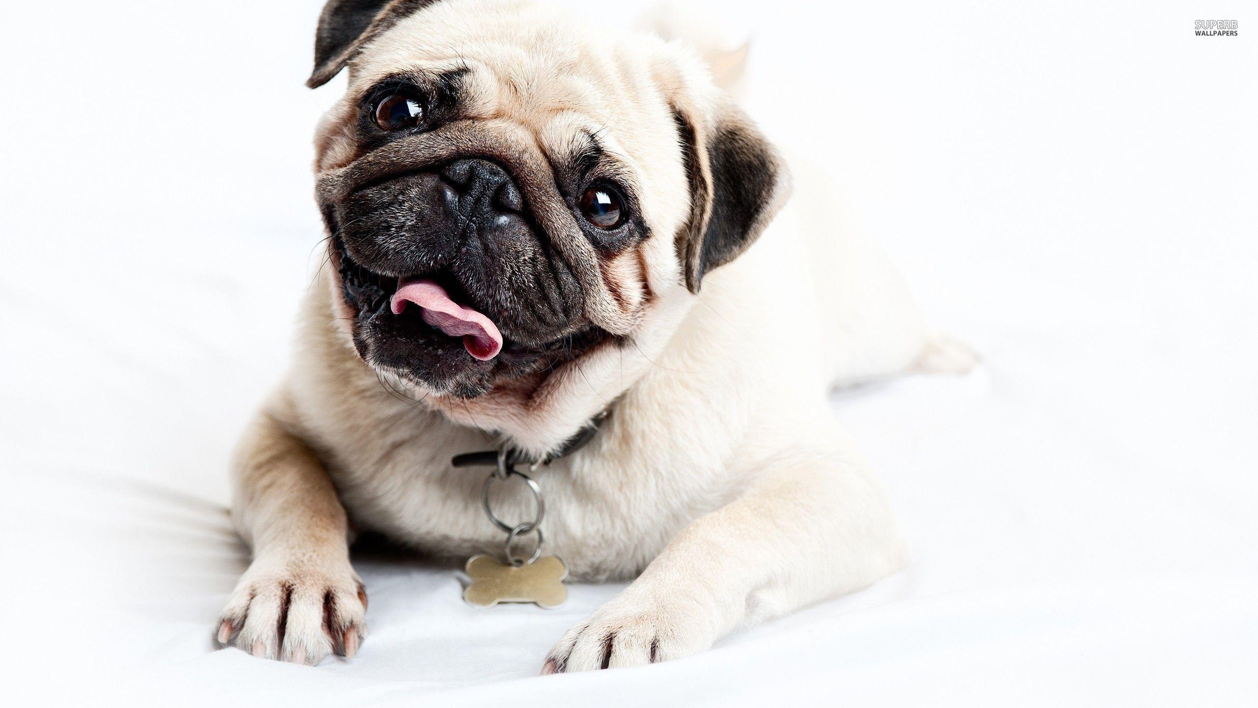 2560x1440 Funny Pug Wallpaper