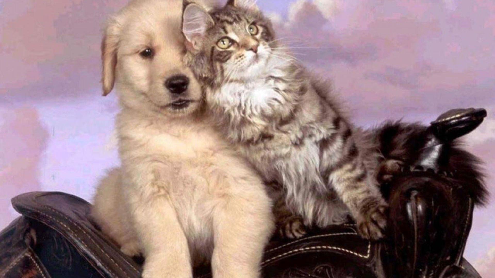 1920x1080 Hình nền HD 1920x1080 Cat Dog - Mèo và Chó dễ thương
