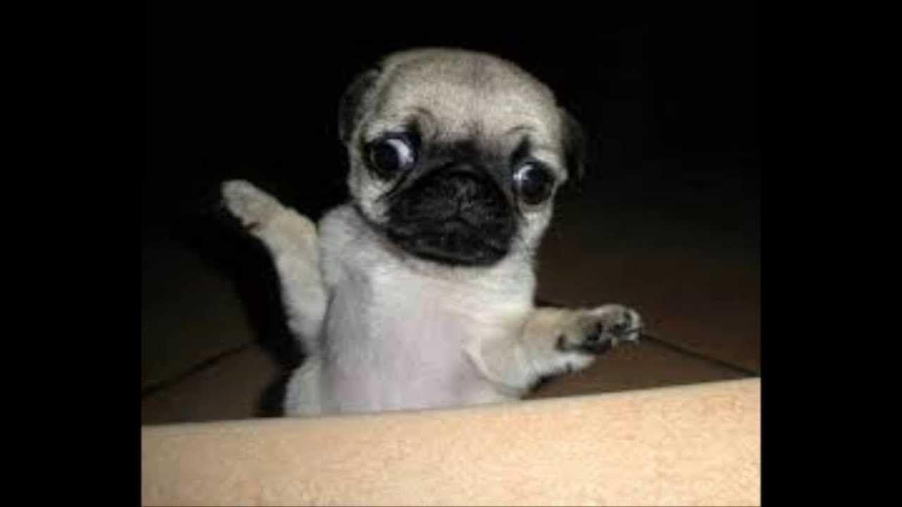 1280x720 Baby Pug Wallpaper, Picture