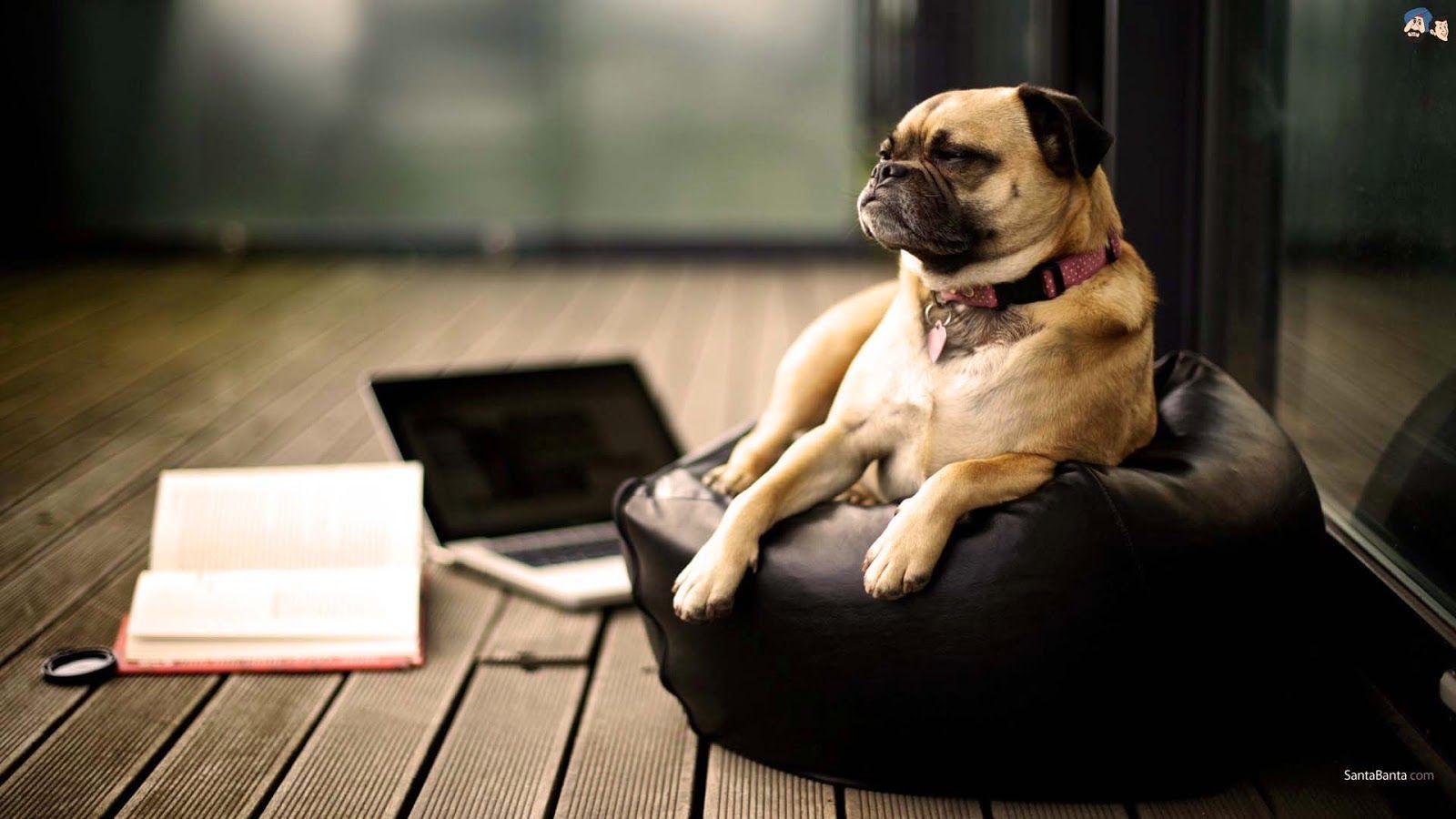 1600x900 Free HD Wallpaper: Cute Pug Puppies Wallpaper image