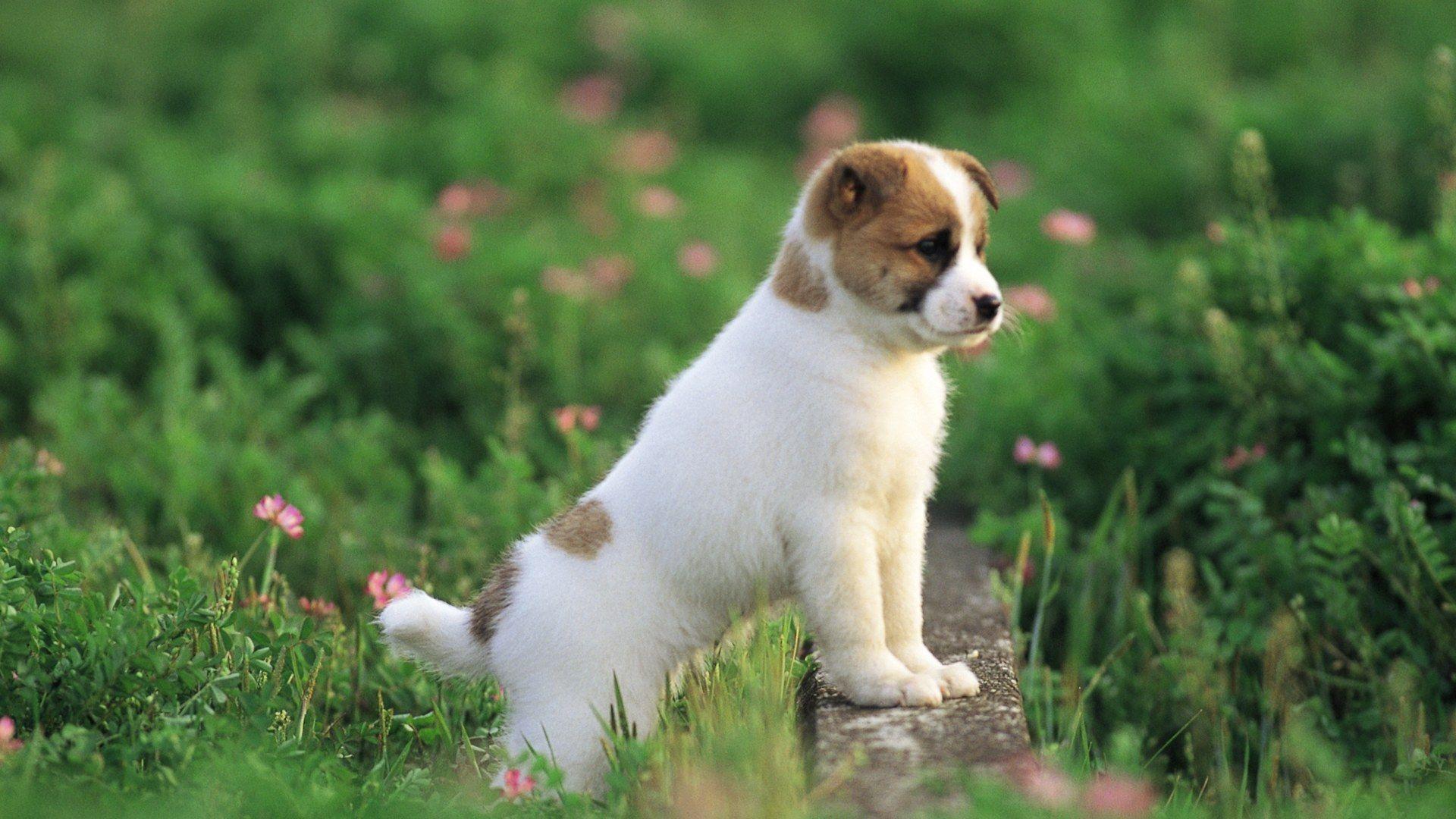 1920x1080 Cute puppy in a park, puppy dog on grass, Lovely puppies