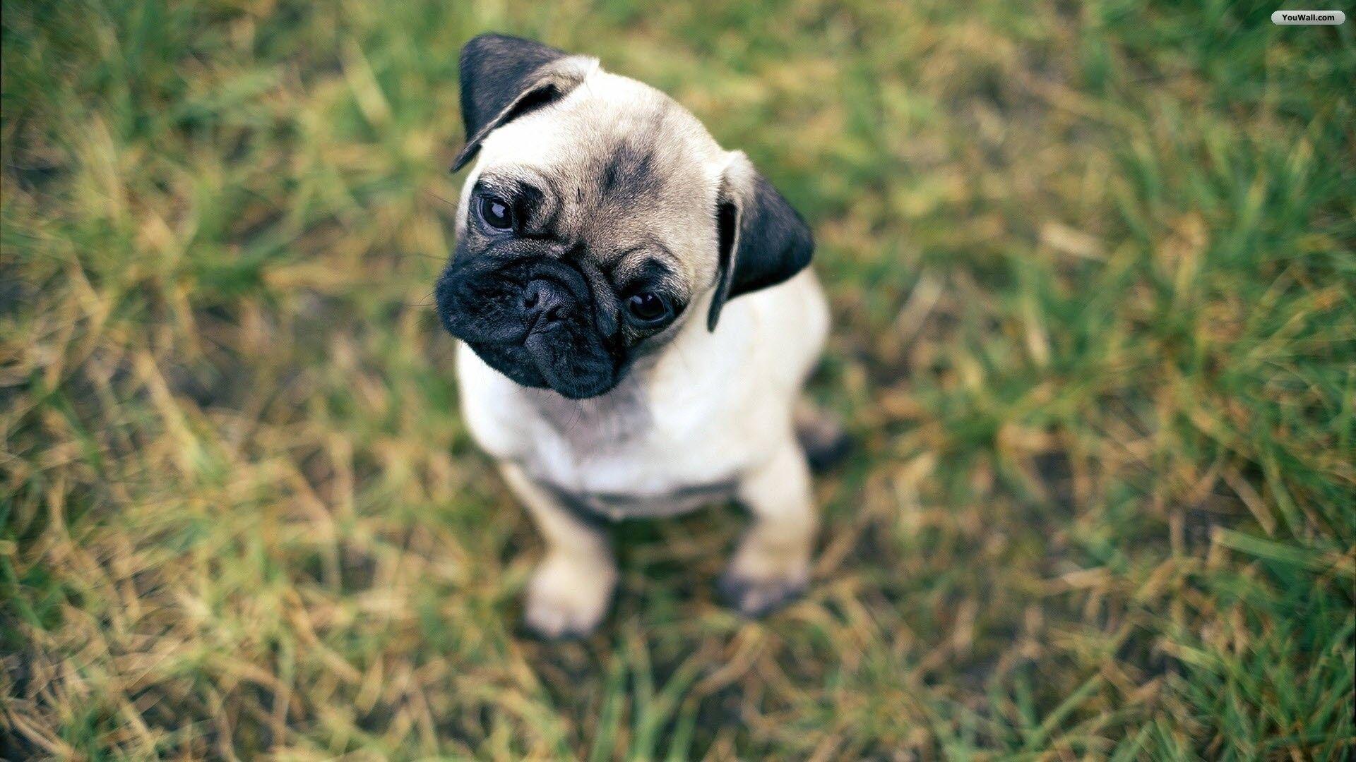 1920x1080 Pug Puppies Wallpaper