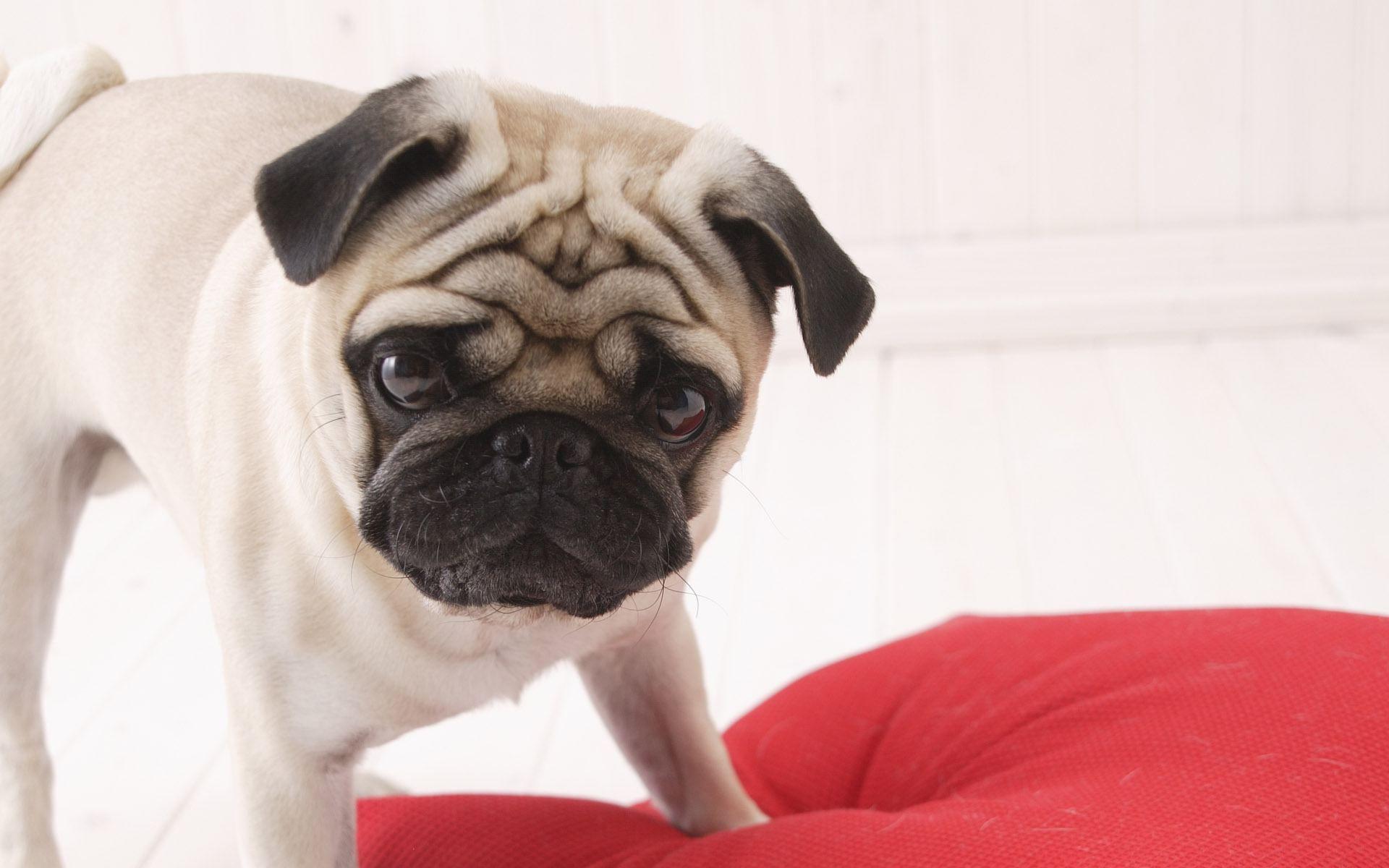 1920x1200 Cute pug puppies wallpaper