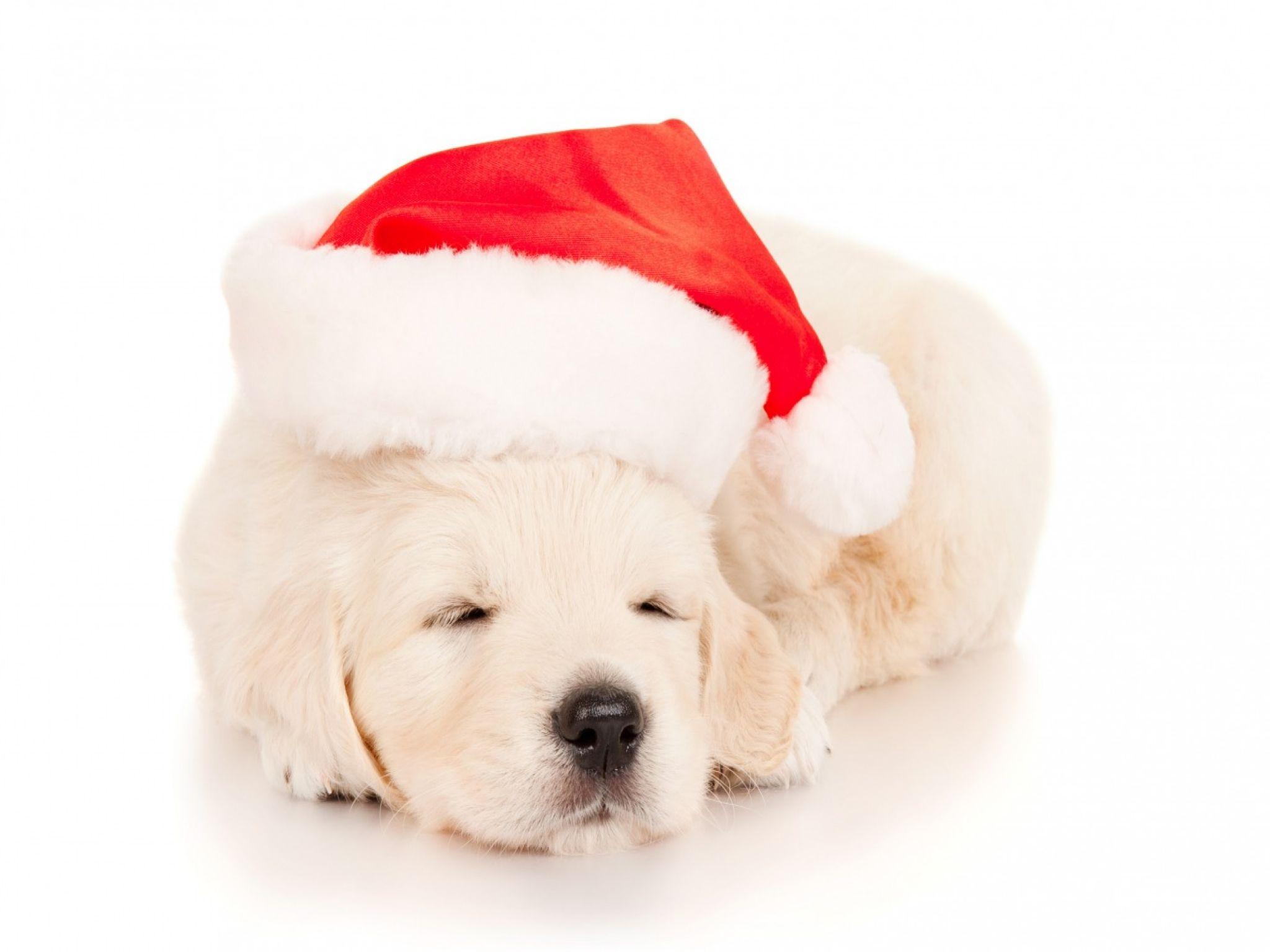 2048x1536 Sleeping Christmas Puppy HD Wallpaper. Background Image