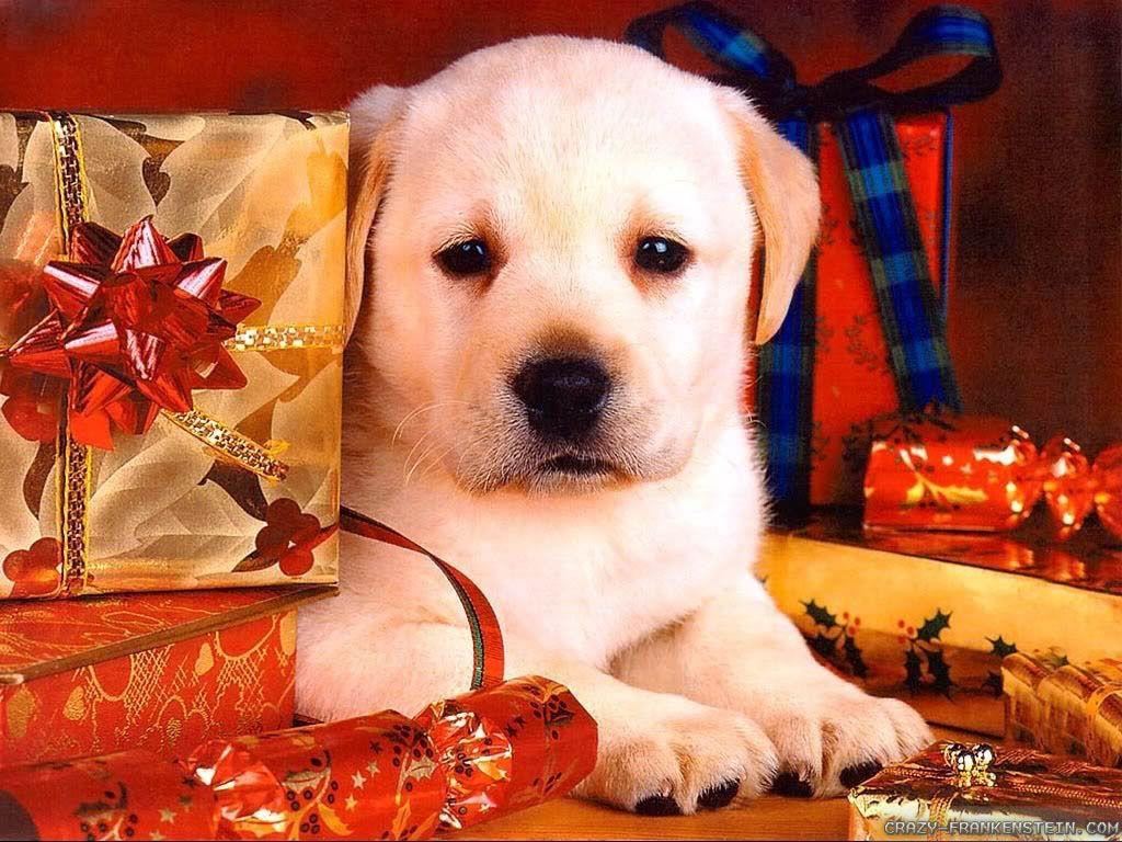 1024x768 Wallpaper and Picture of Dogs. Dog's Christmas. Dog