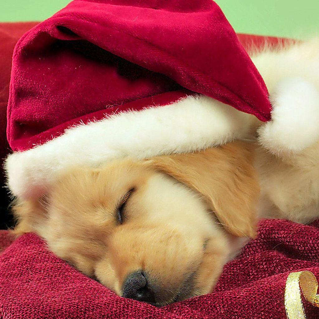 Cute Christmas Dog Wallpapers - Top Free Cute Christmas Dog Backgrounds
