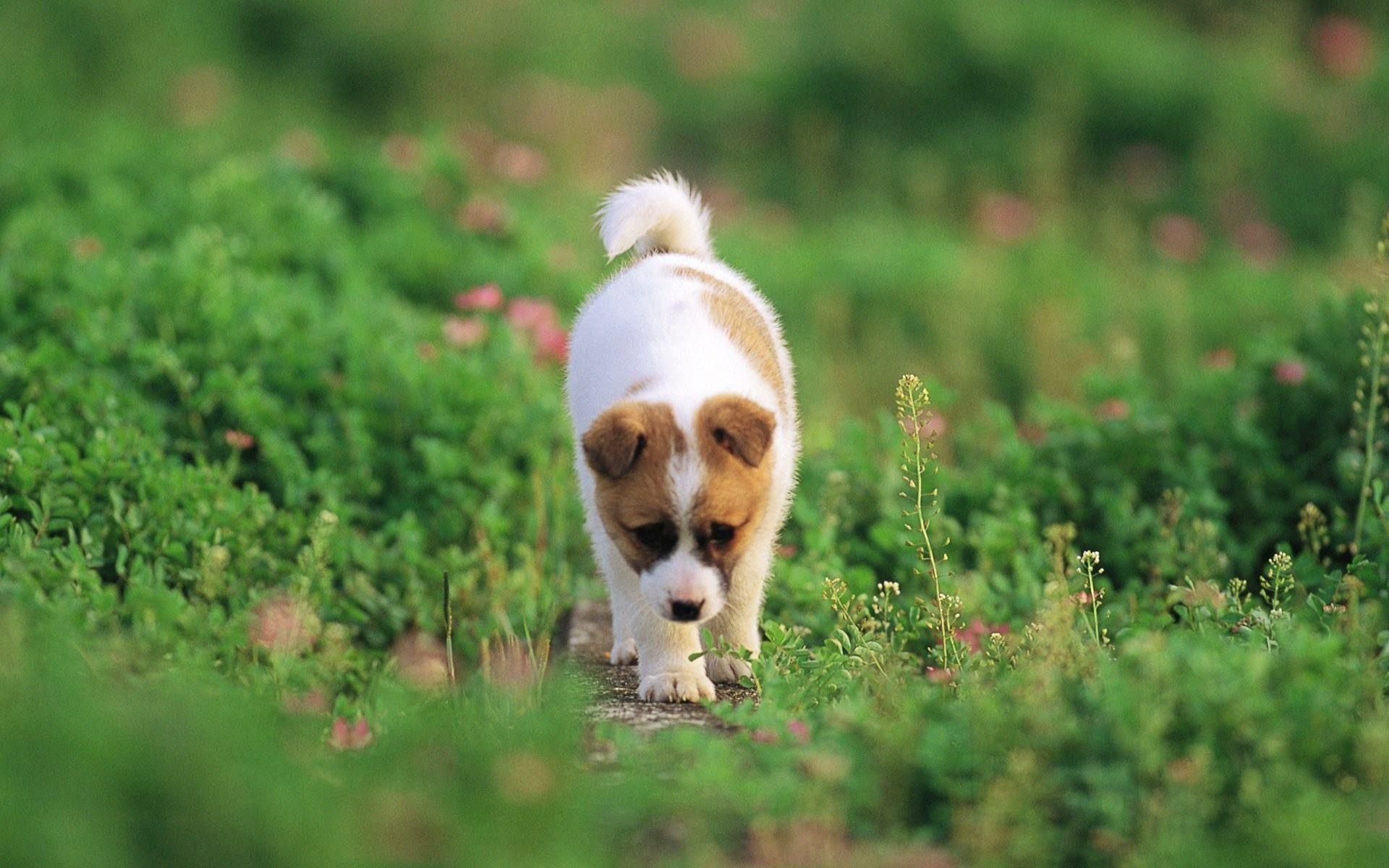 1920x1200 Cute Dogs and Puppies Wallpaper background picture