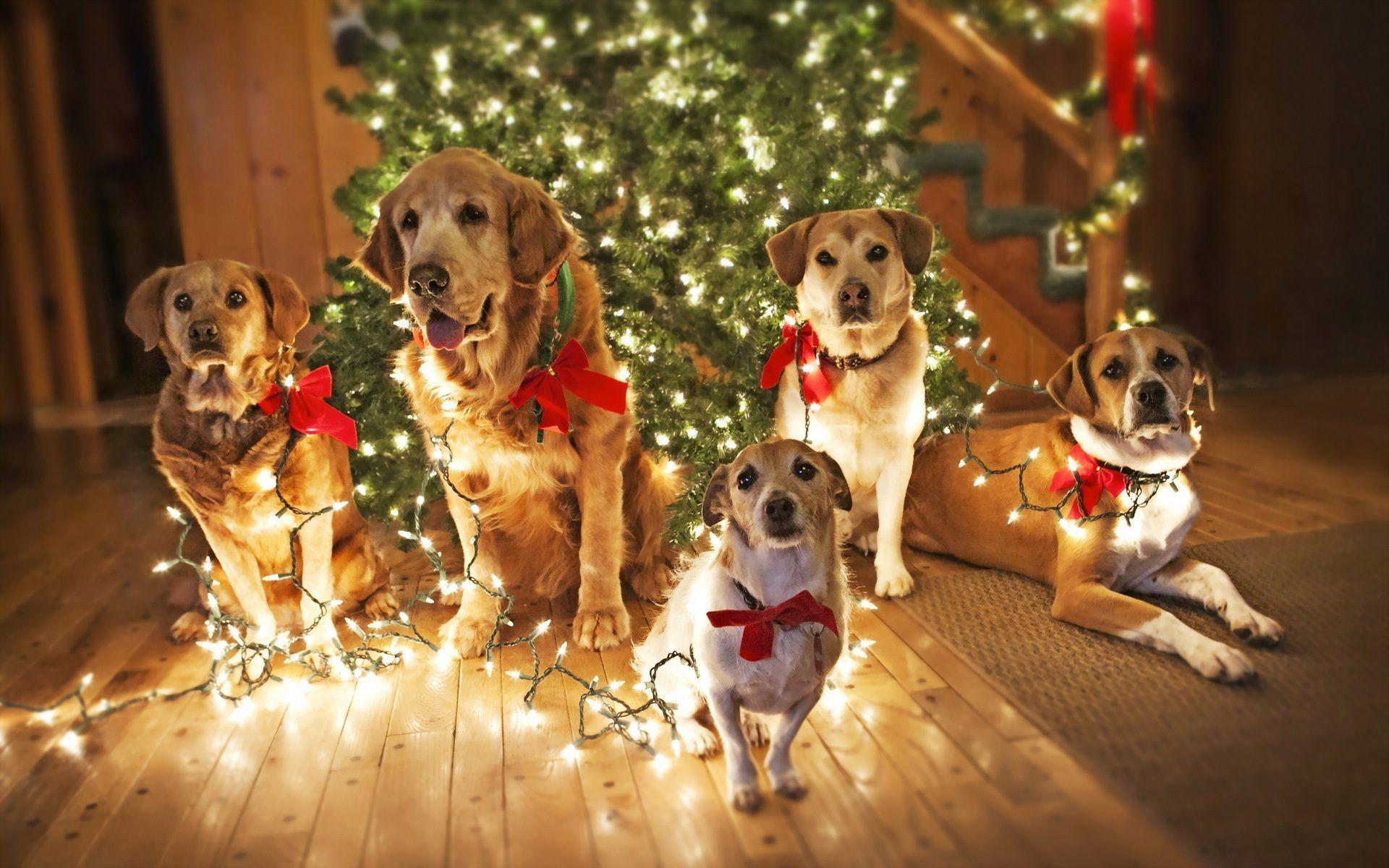 1920x1200 Christmas Dog Wallpaper