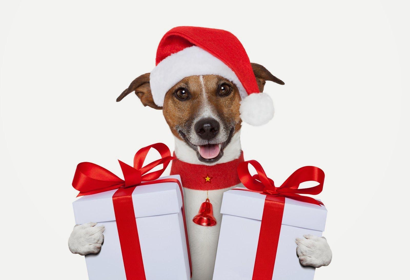 1600x1091 My Christmas gift for dog lovers wallpaper