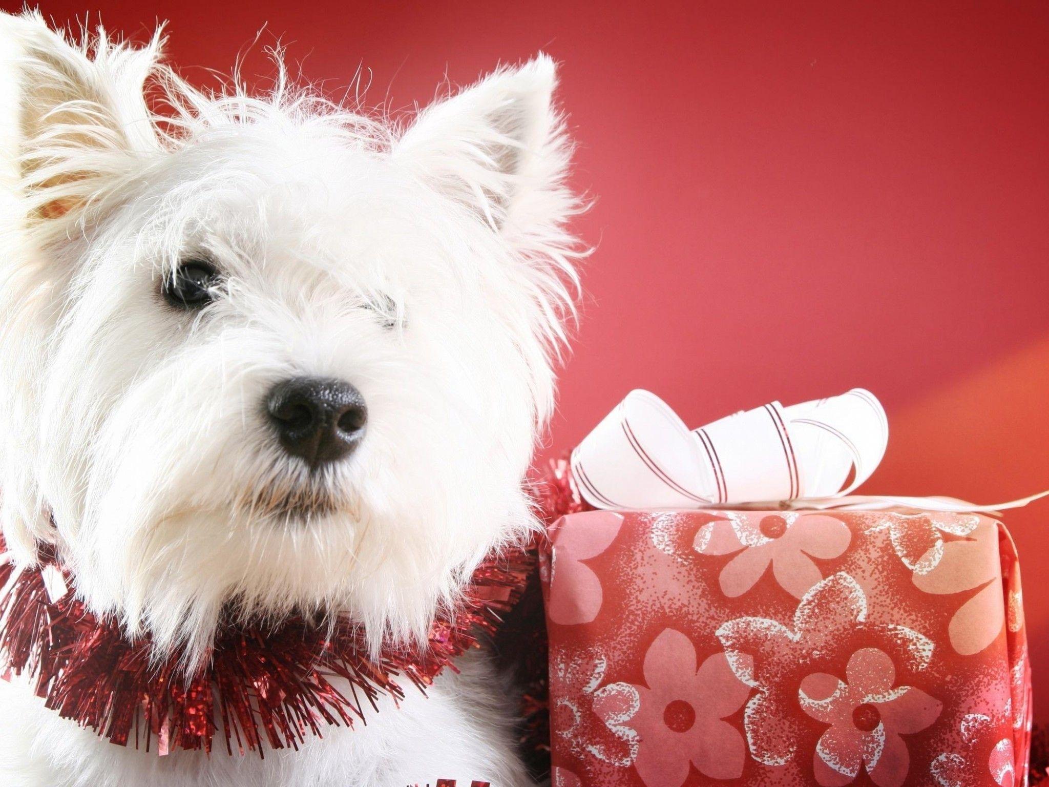 2048x1536 Cute Christmas Dog HD desktop wallpaper : Widescreen : High