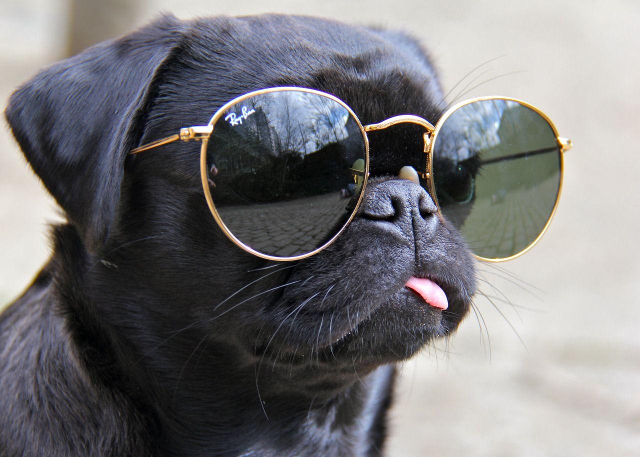 Puppies Wearing Sunglasses - Anna Blog