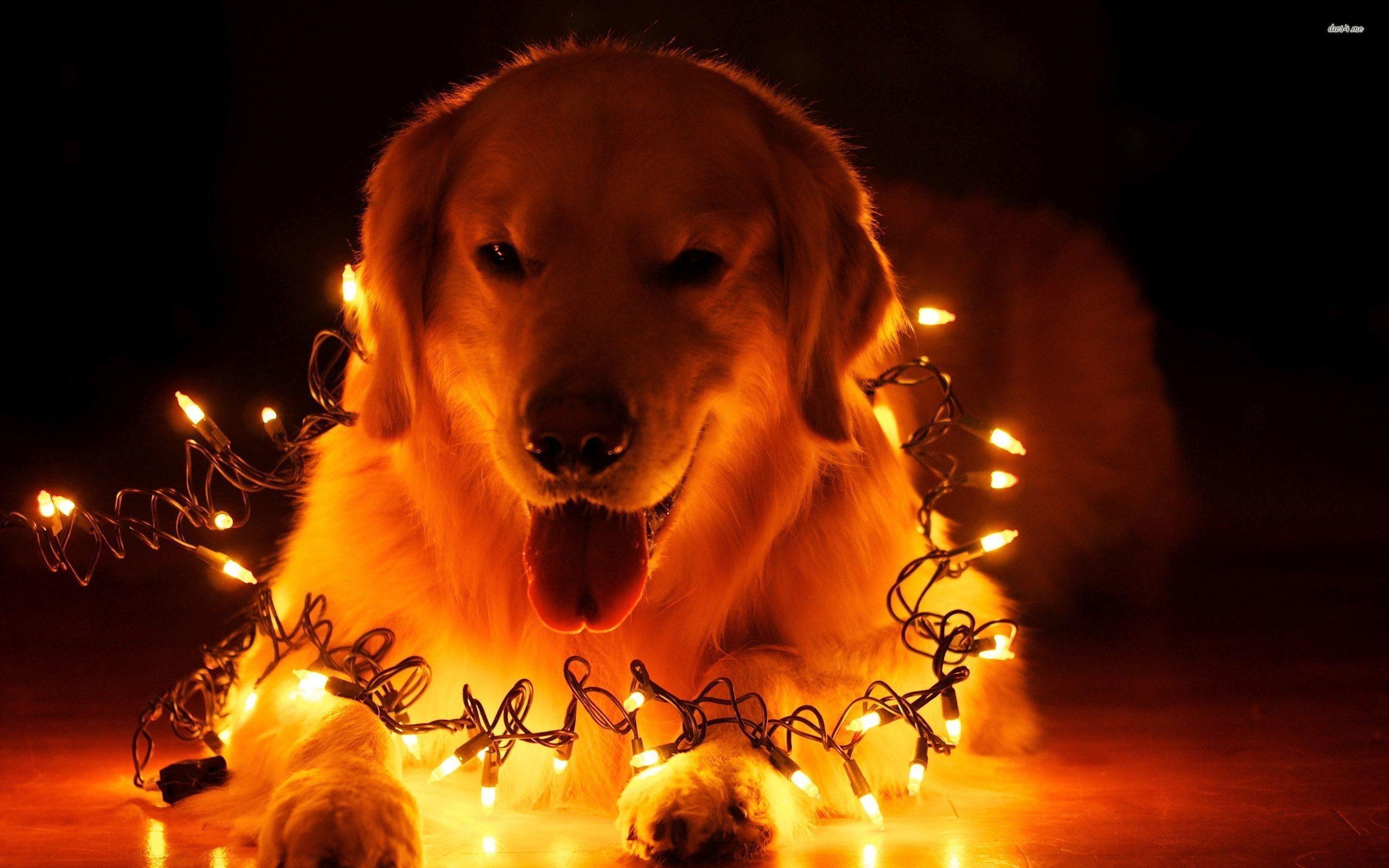 2560x1600 Christmas Animal Wallpaper