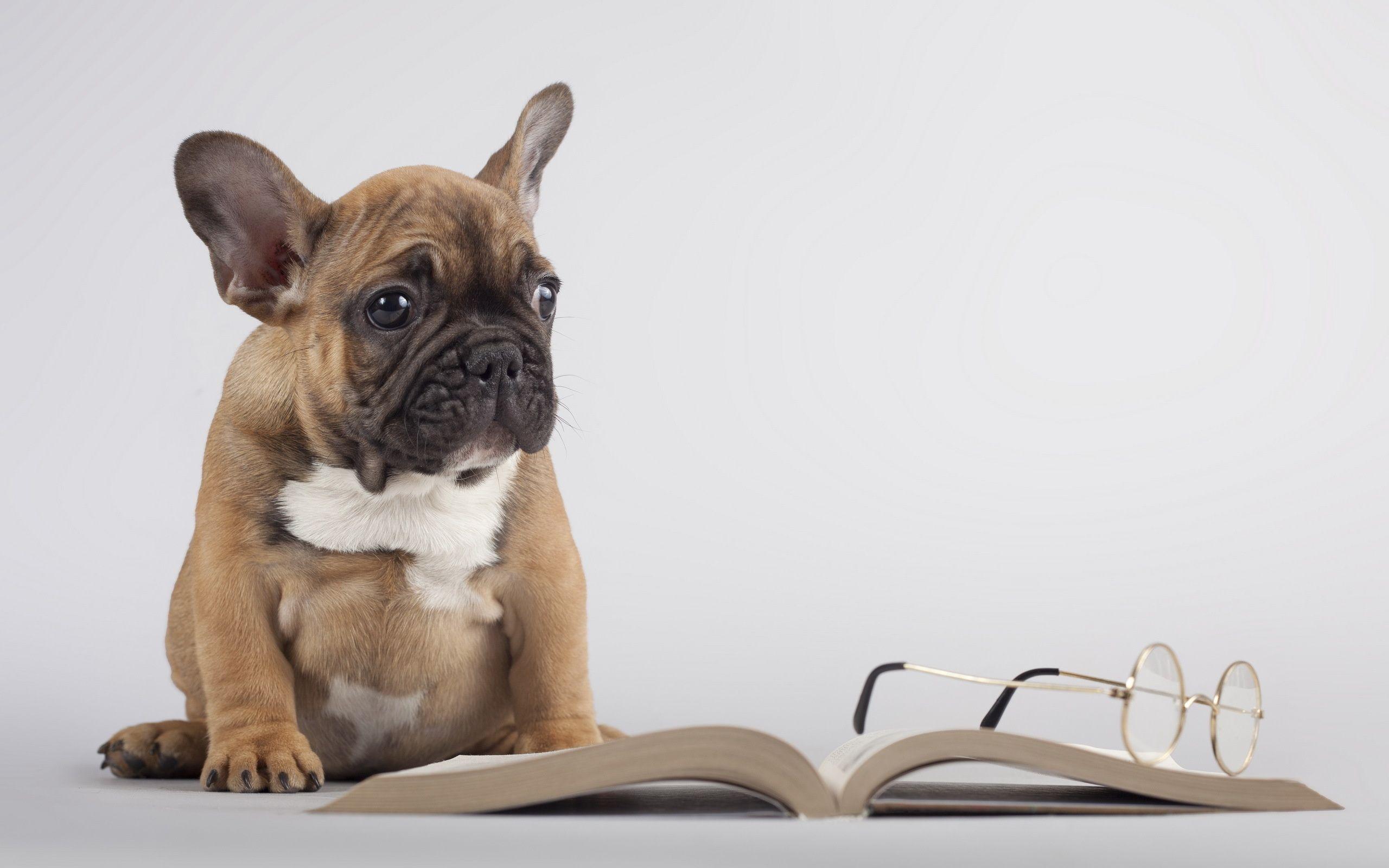 2560x1600 book, Dog, Glasses Wallpaper HD / Desktop and Mobile