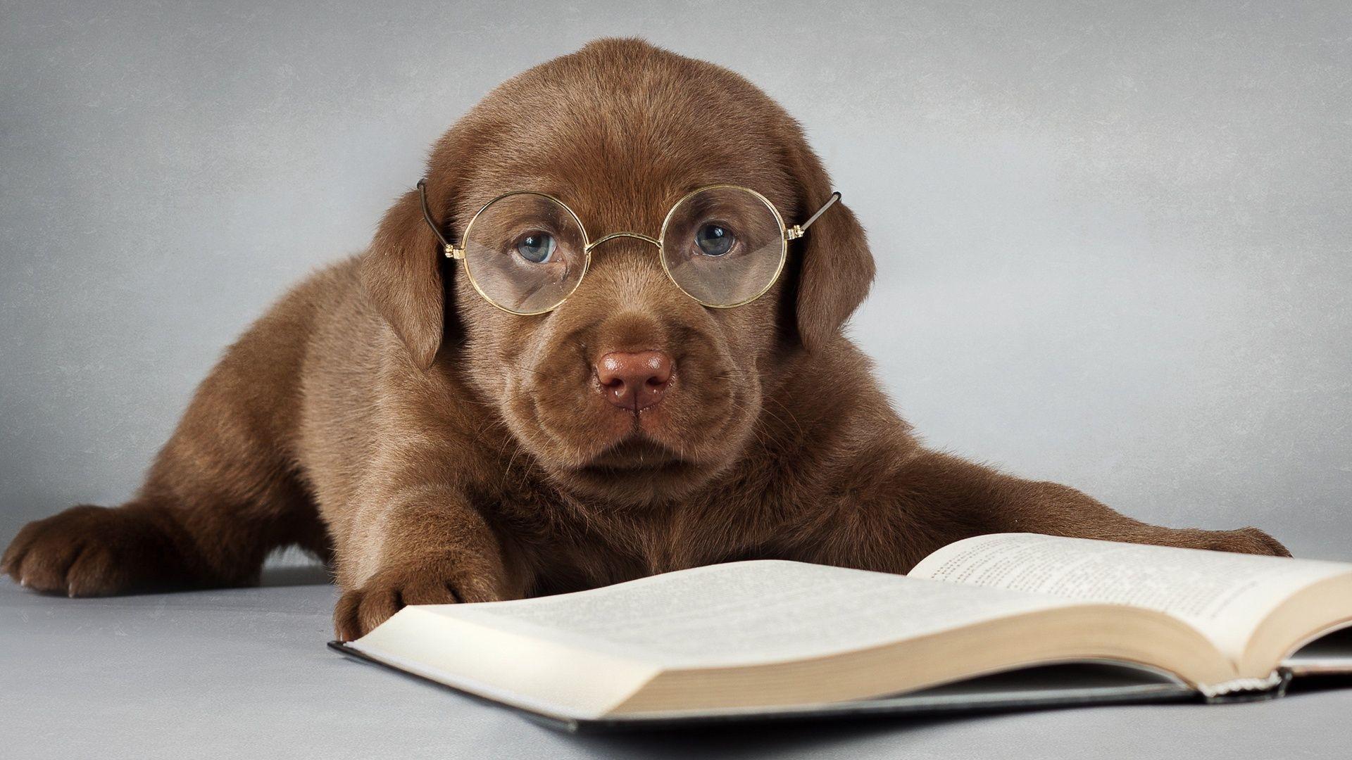 1920x1080 Wallpaper Labrador dog, brown, read a book, glasses