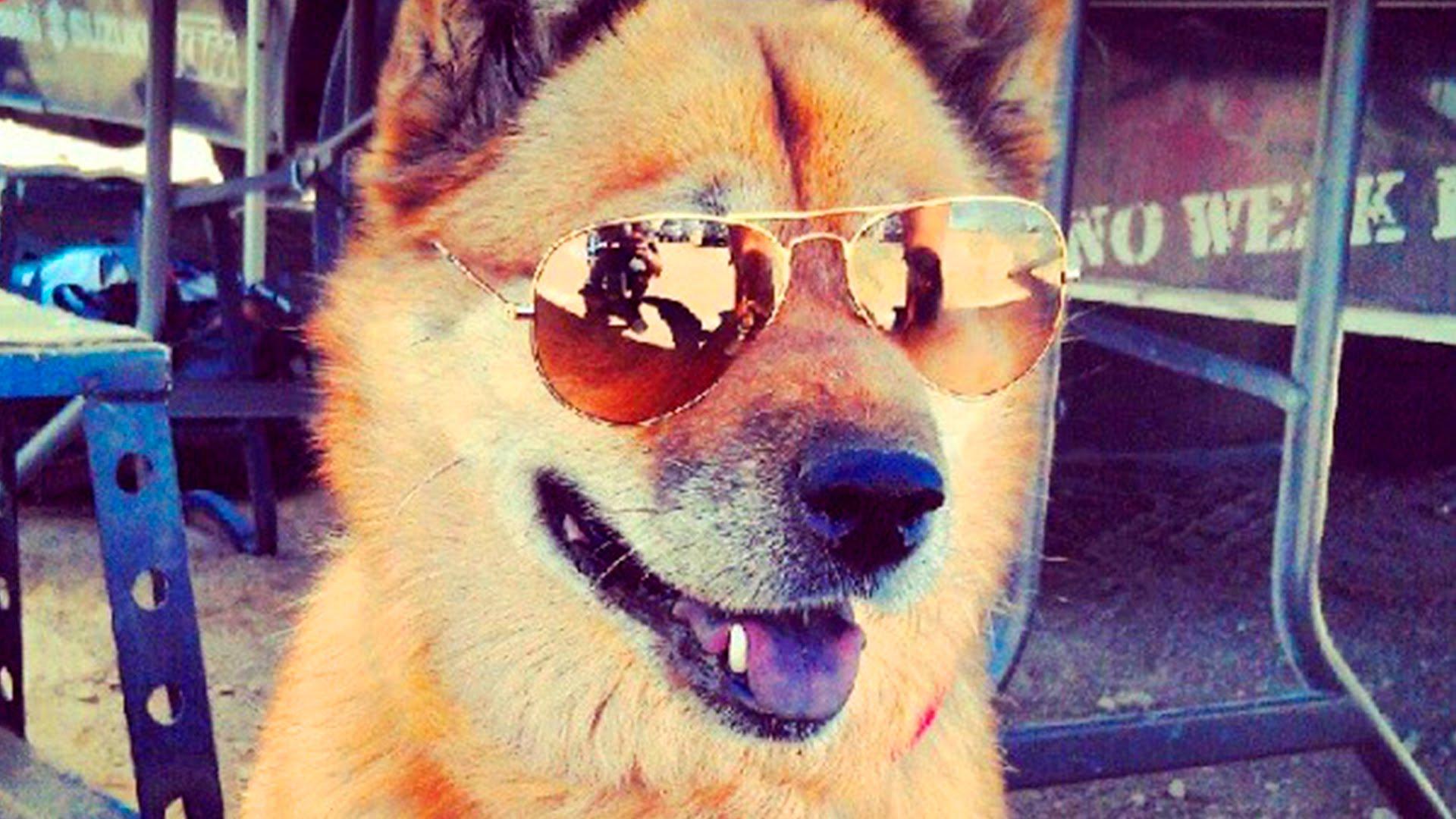 Cute Dogs With Glasses Wallpapers - Top Free Cute Dogs With Glasses