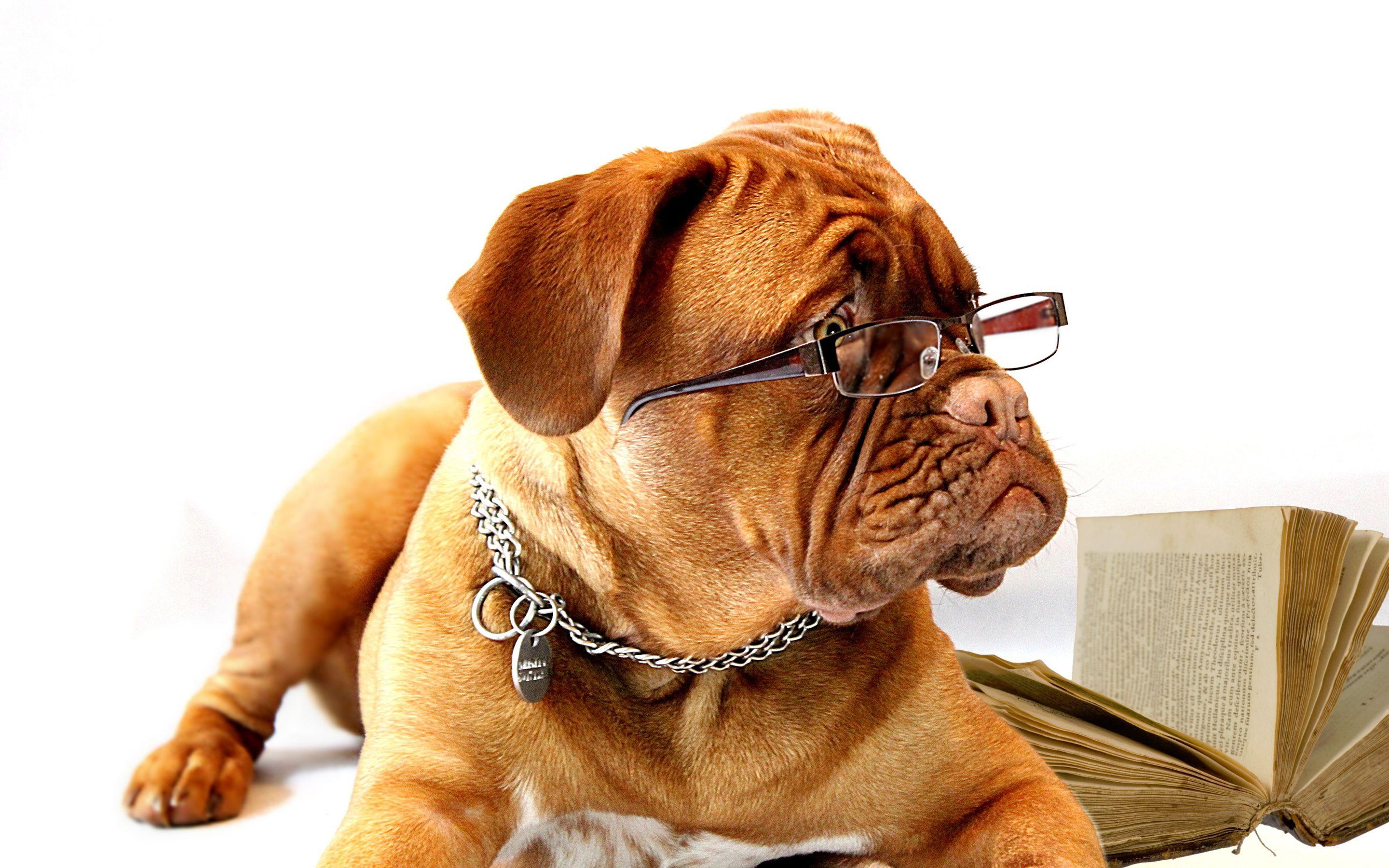 2880x1800 Download Wallpaper Bullmastiff Dog, Close Up, Puppy, Cute