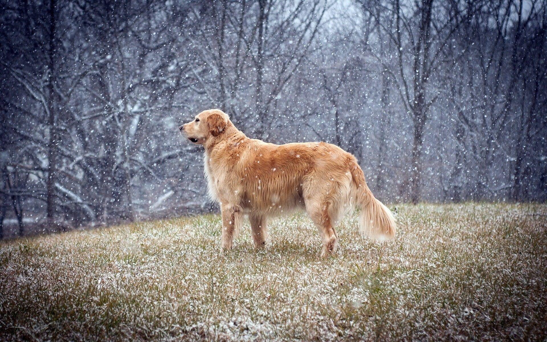 1920x1200 HD wallpaper: adult golden retriever, dog, snow, golden