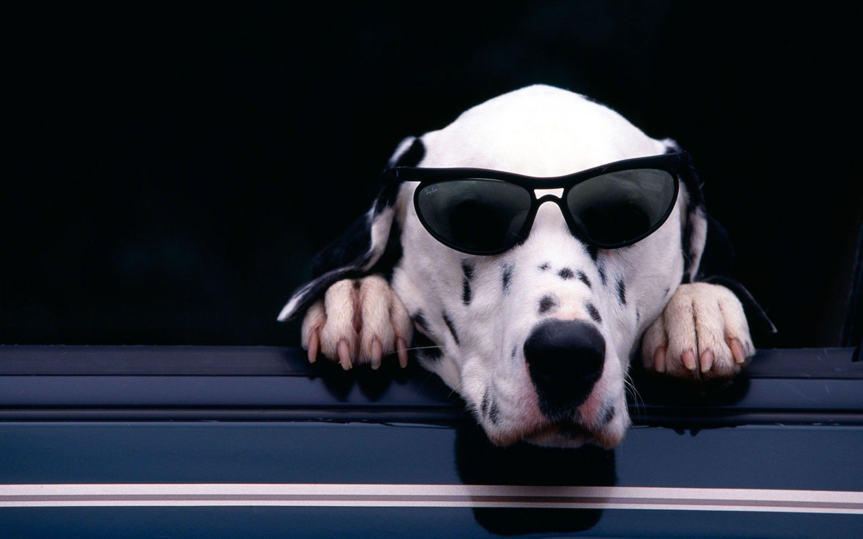 Cute Dogs with Glasses Wallpapers - Top Free Cute Dogs with Glasses ...