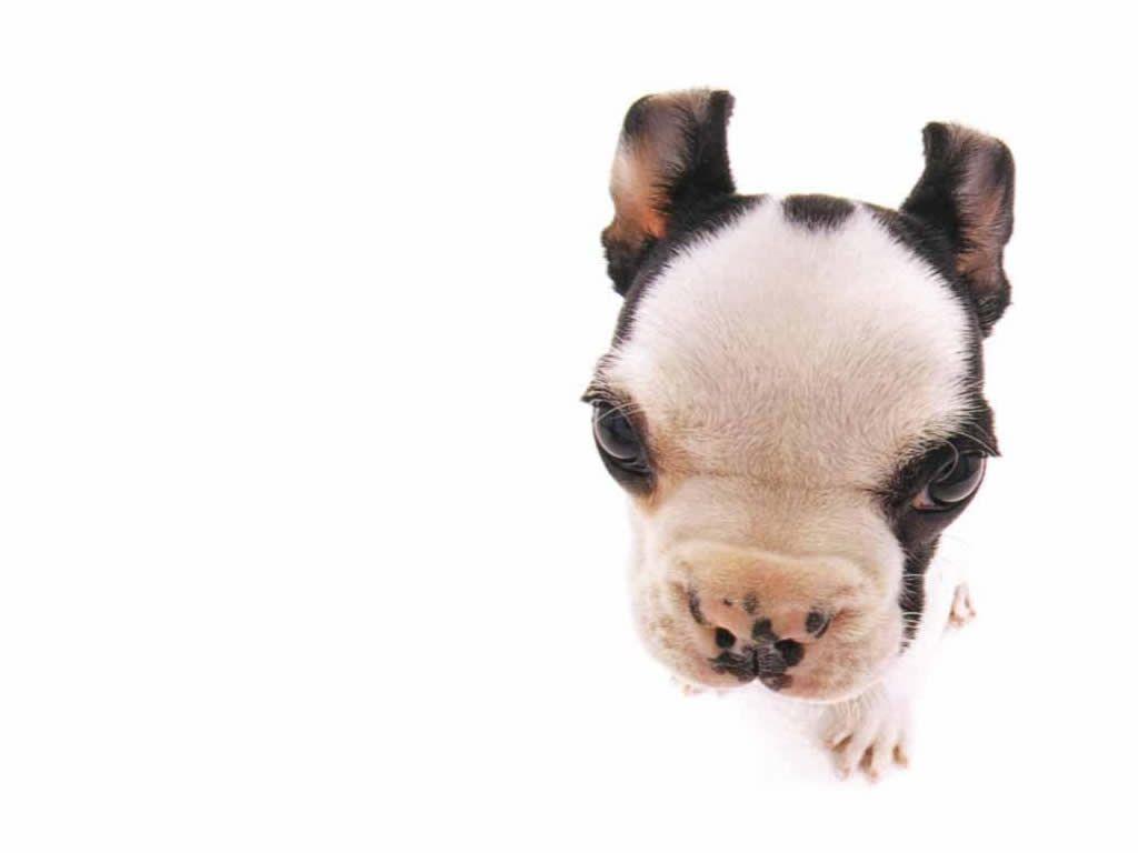 1024x768 Funny dogs wallpaper, cute cats background