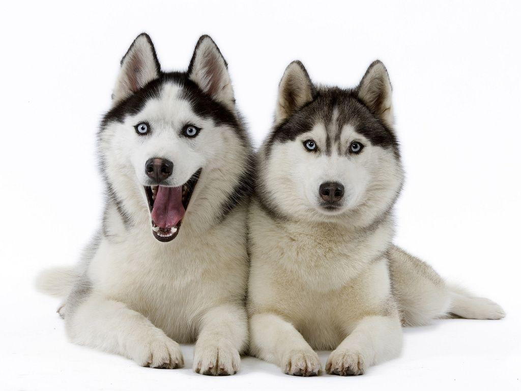 1024x768 Pin Dogs Wallpaper Siberian Husky Dog For Snow Wallpaper