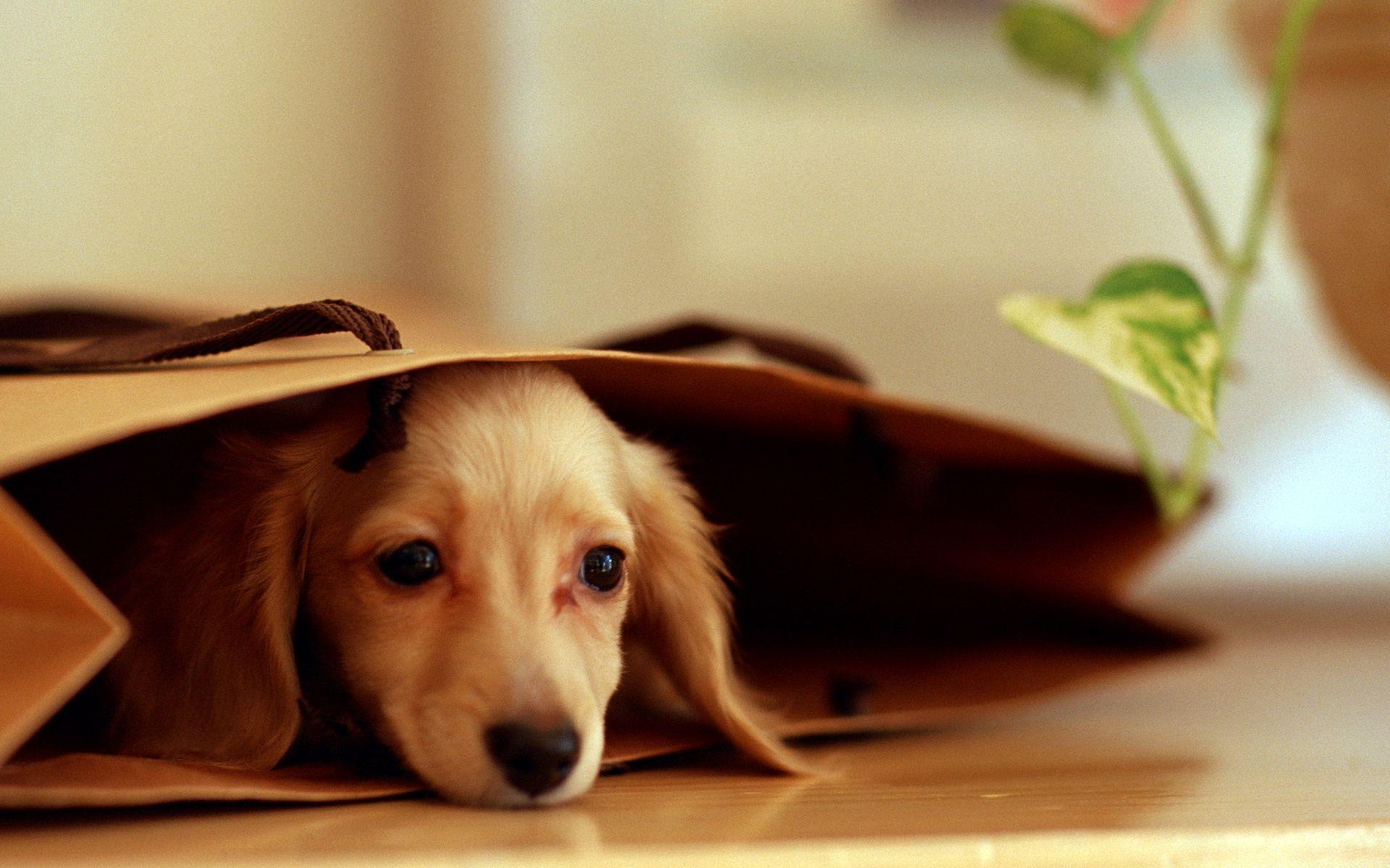 1920x1200 Funny Cute Dog Wallpaper HD / Desktop and Mobile Background