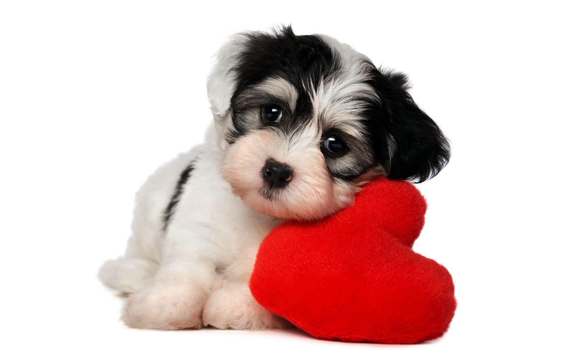 1920x1200 Download Cute Dog Wallpaper For Windows