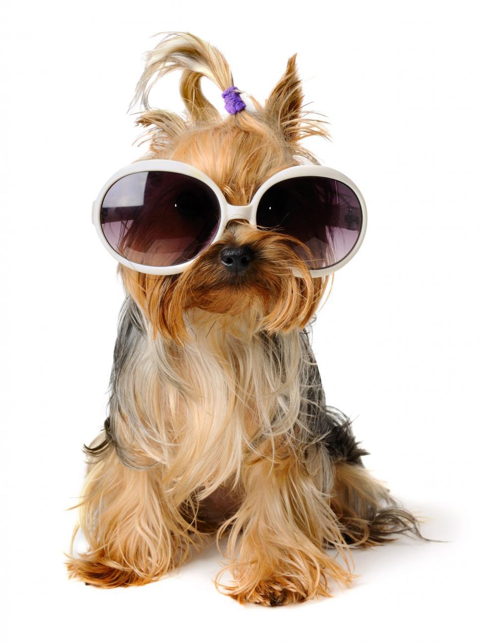 970x1293 Dog, Glasses, Cute wallpaper