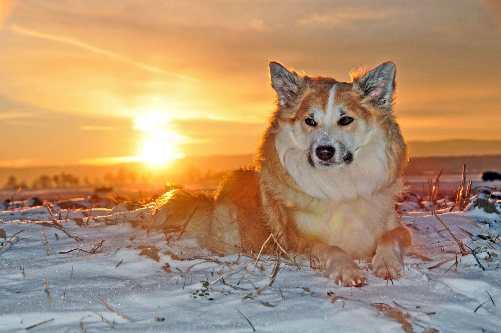 1920x1275 Winter Dog Snow HD Wallpaper Free Download