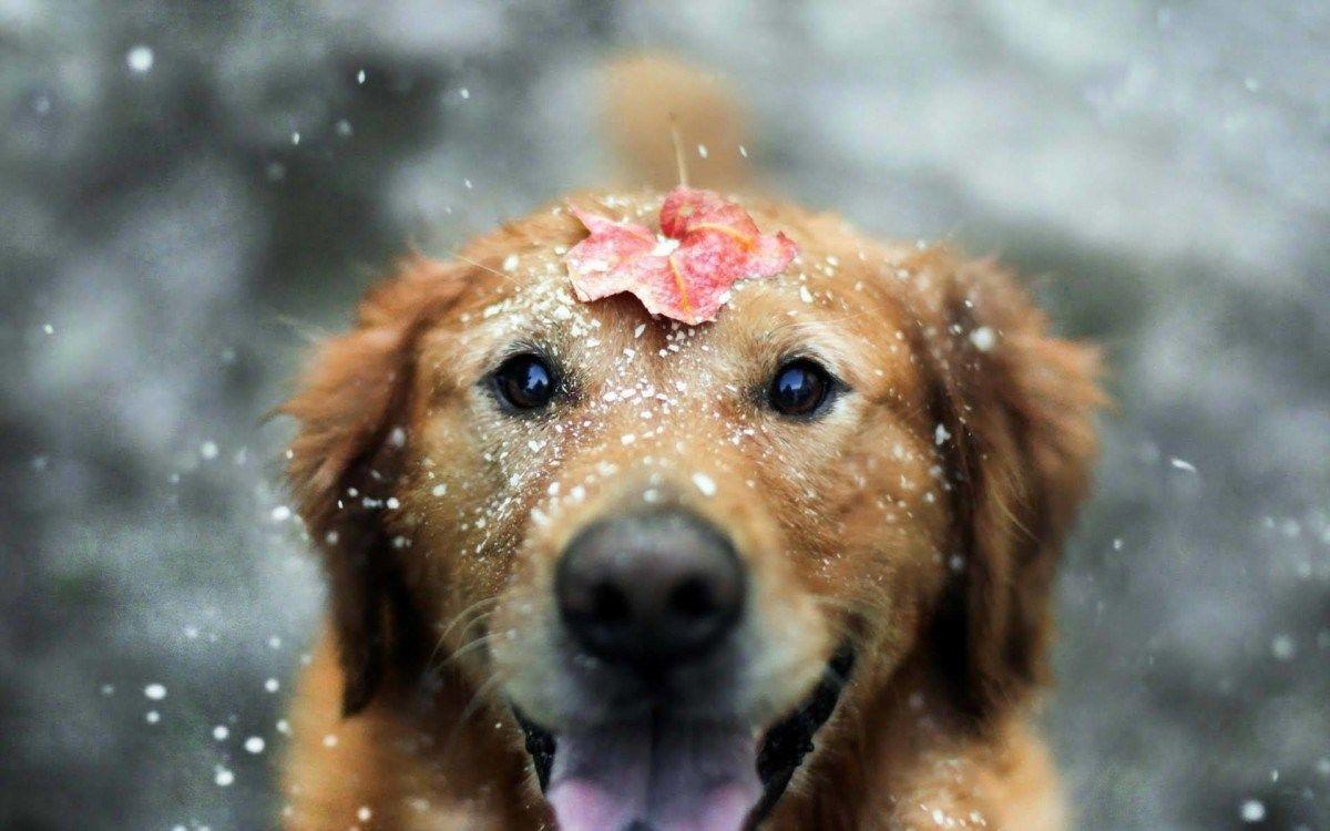 1200x750 Very Cute Dog Wallpaper, Image, Pics, Photos, Snaps, Picture
