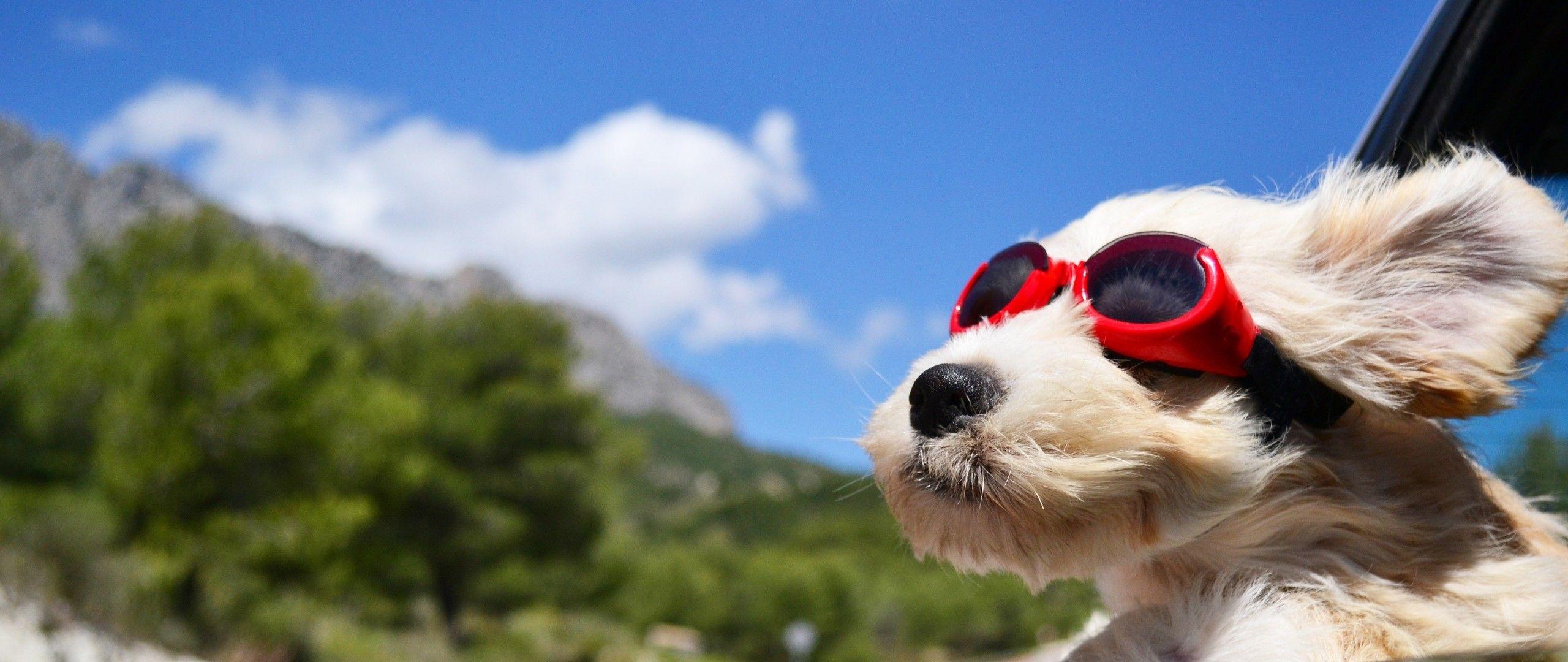 Cute Dogs with Glasses Wallpapers Top Free Cute Dogs with Glasses Backgrounds WallpaperAccess