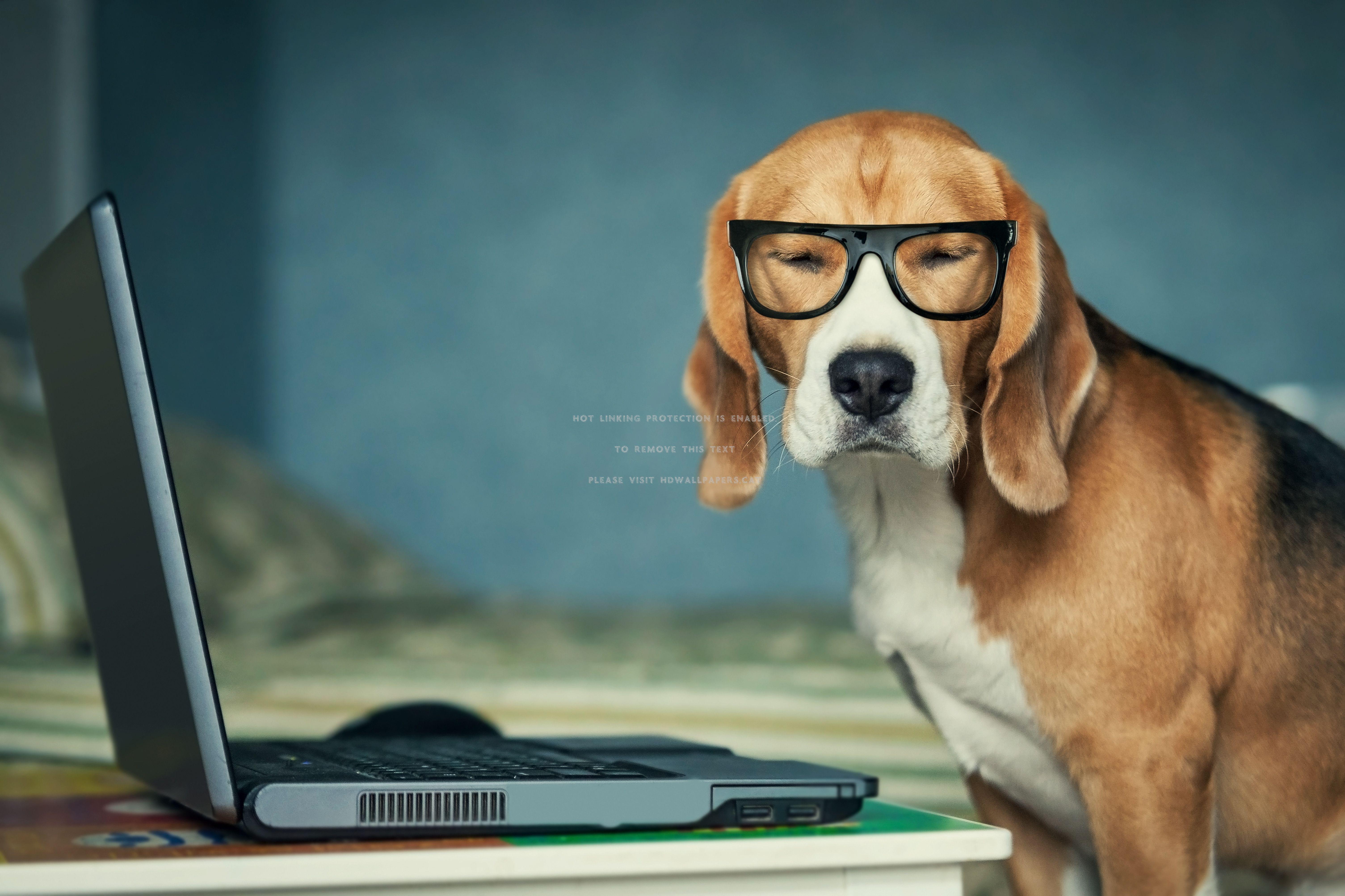 Cute Dogs with Glasses Wallpapers - Top Free Cute Dogs with Glasses