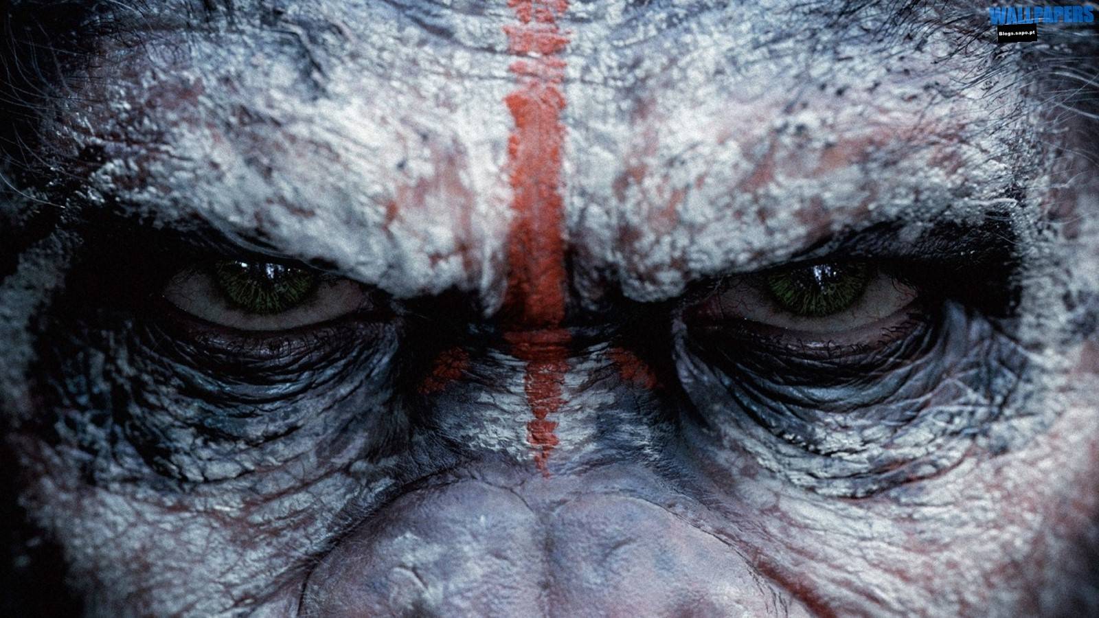 1600x900 monkeys. Wallpaper 29 HD