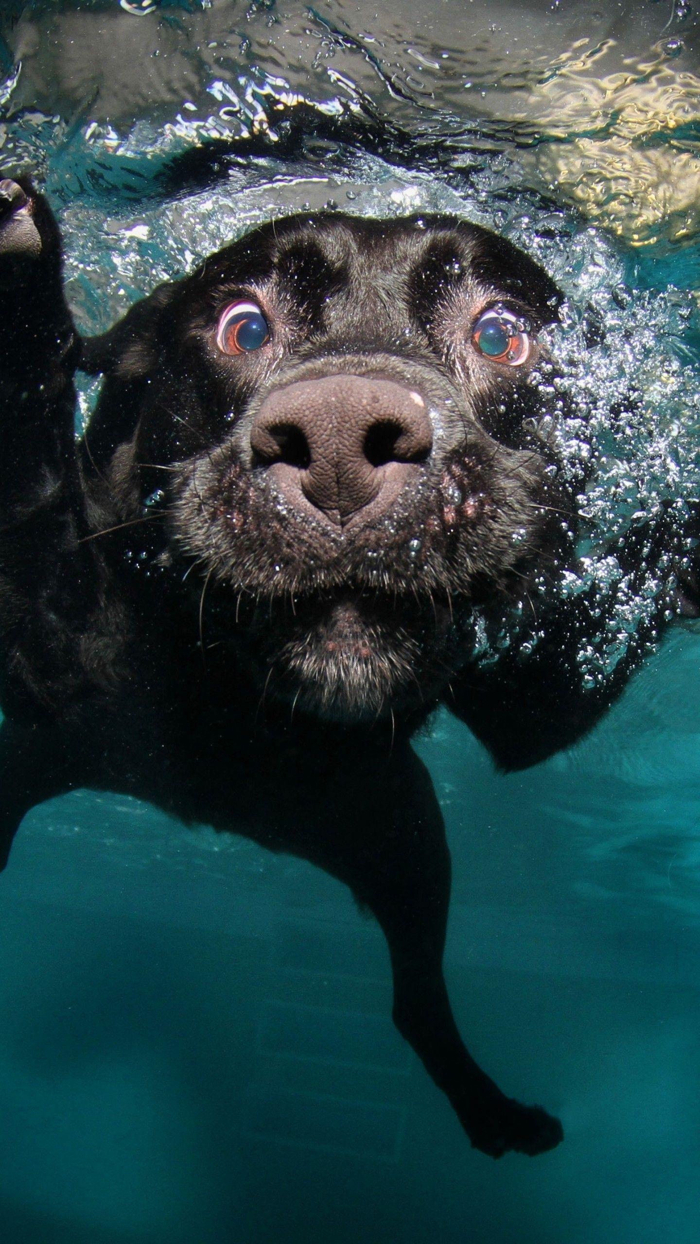 Dogs Underwater Wallpapers Top Free Dogs Underwater Backgrounds