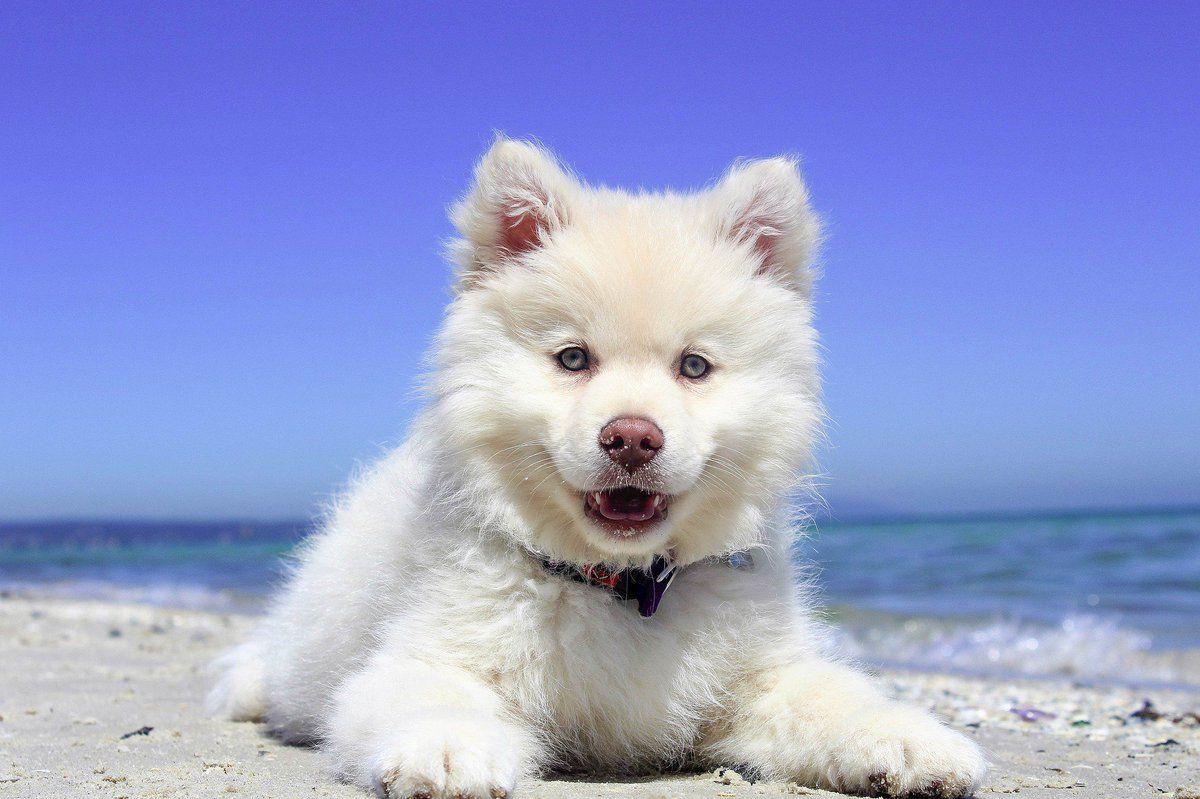 1200x799 HD Wallpaper Cute