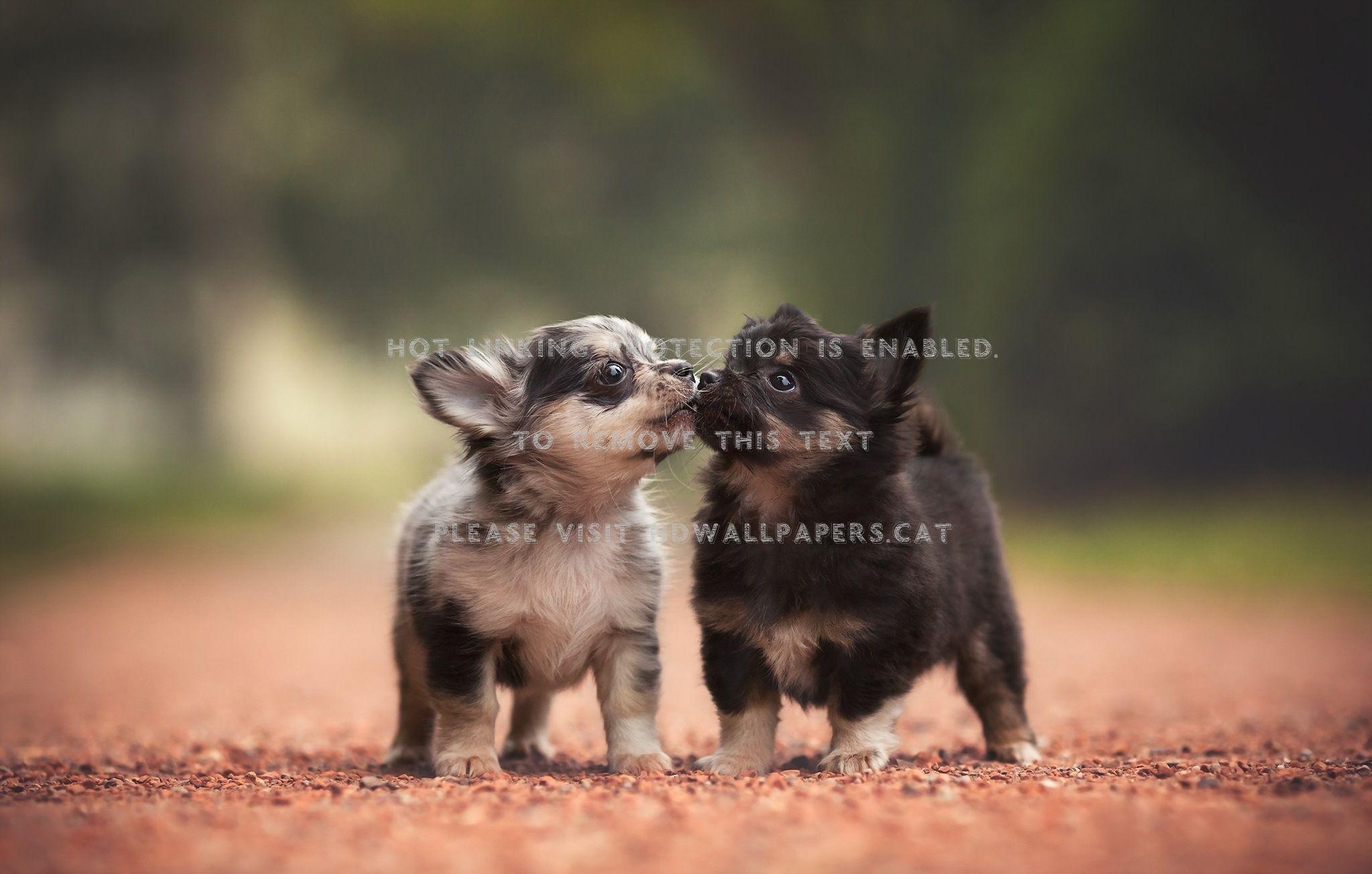 2047x1305 dogs summer cute puppies animals