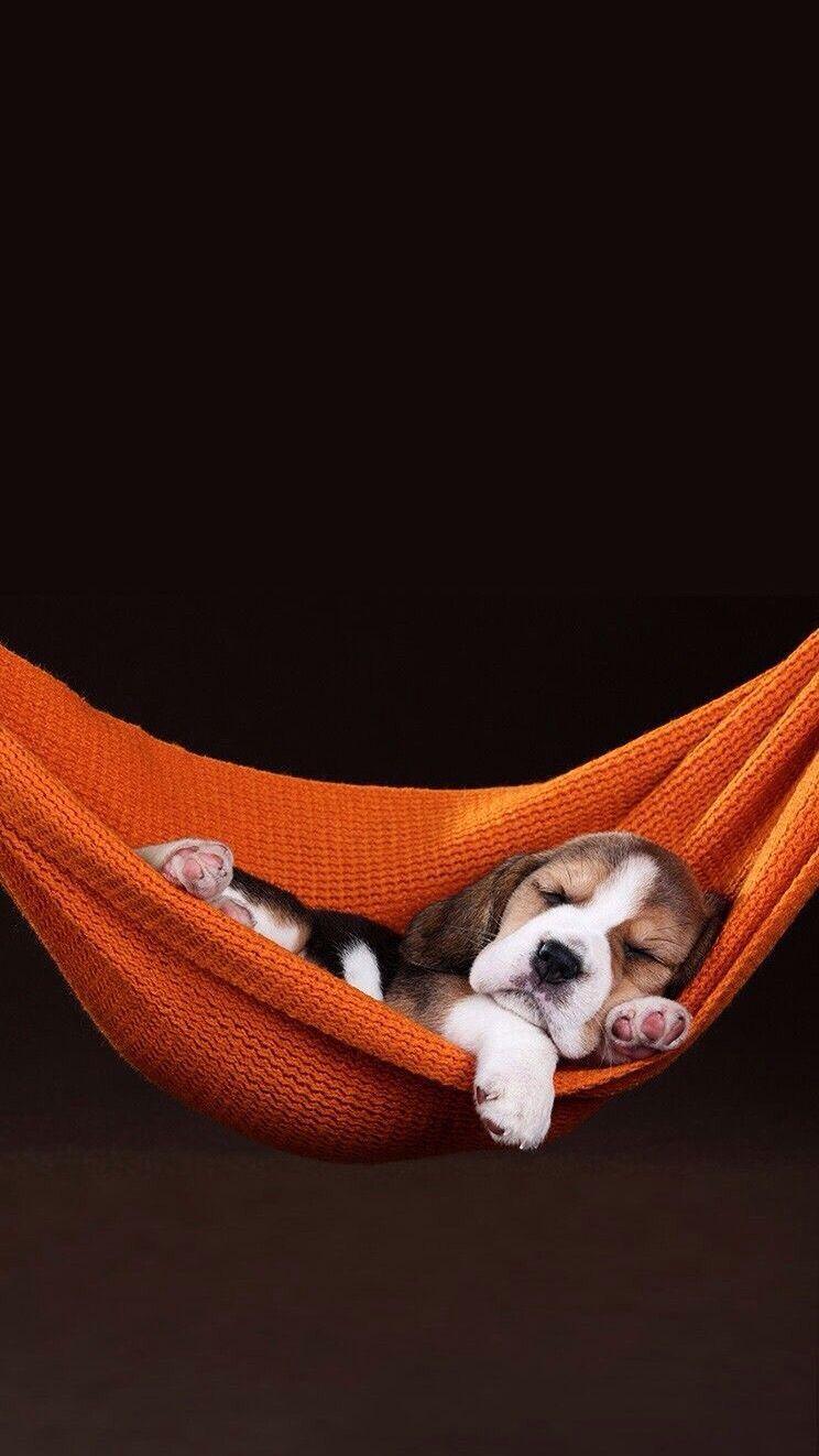 744x1322 Dogs. Animal wallpaper, Dog