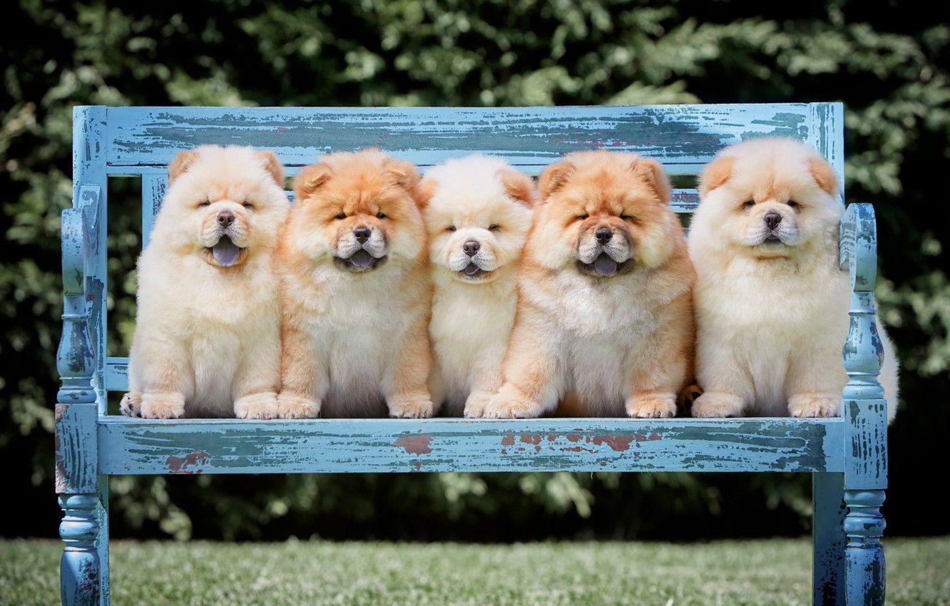 1332x850 Wallpaper language, dogs, summer, bench, branches, nature
